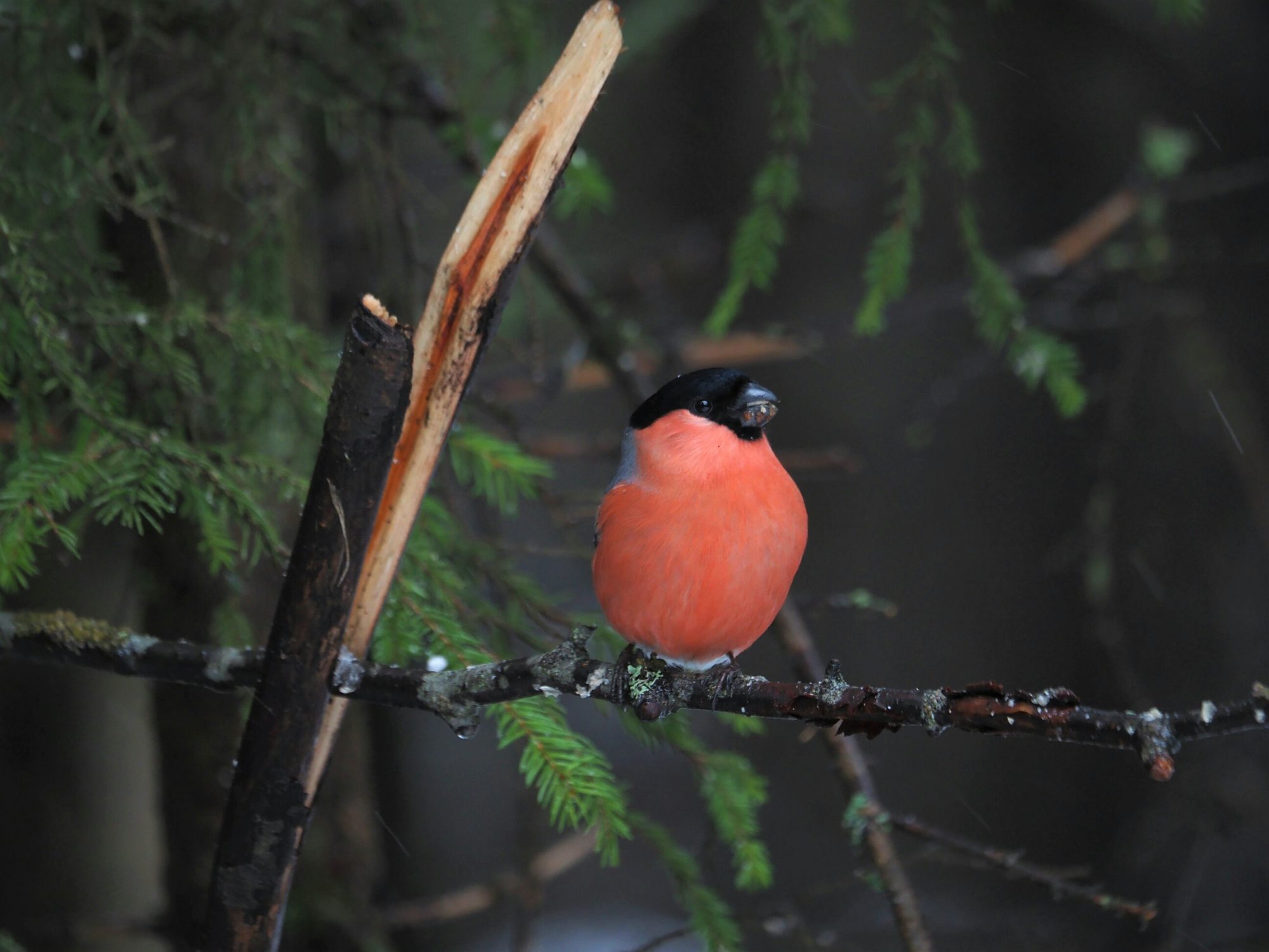 Valokuvaaja: Irma Mikkola