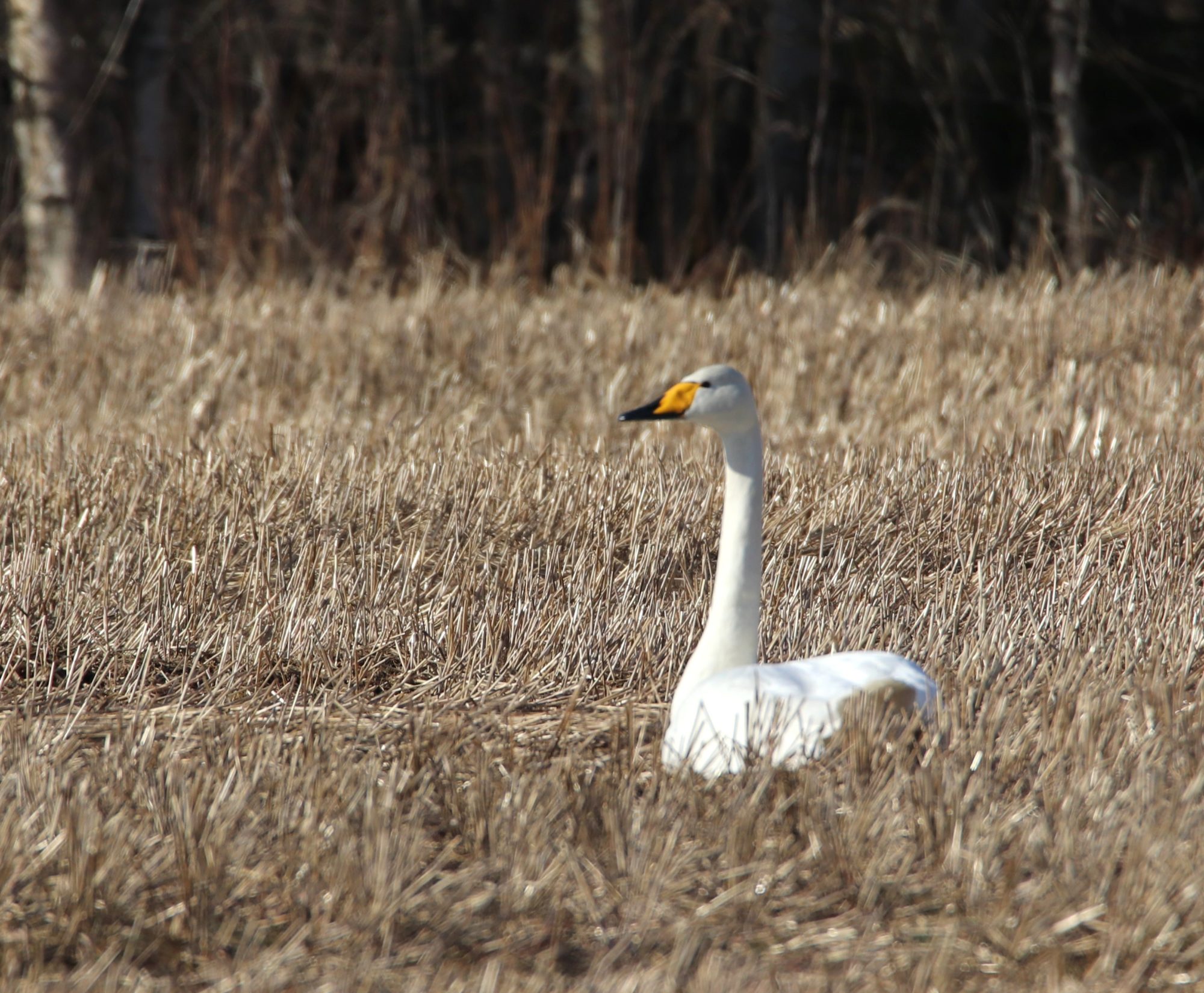 Valokuvaaja: Irja Lehtinen