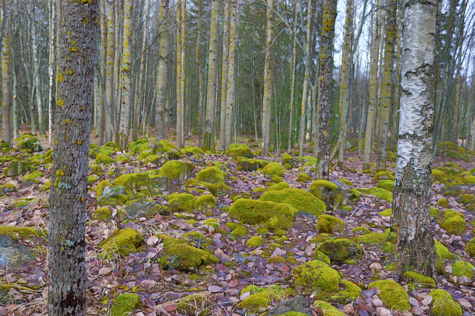 Valokuvaaja: Irja Lehtinen