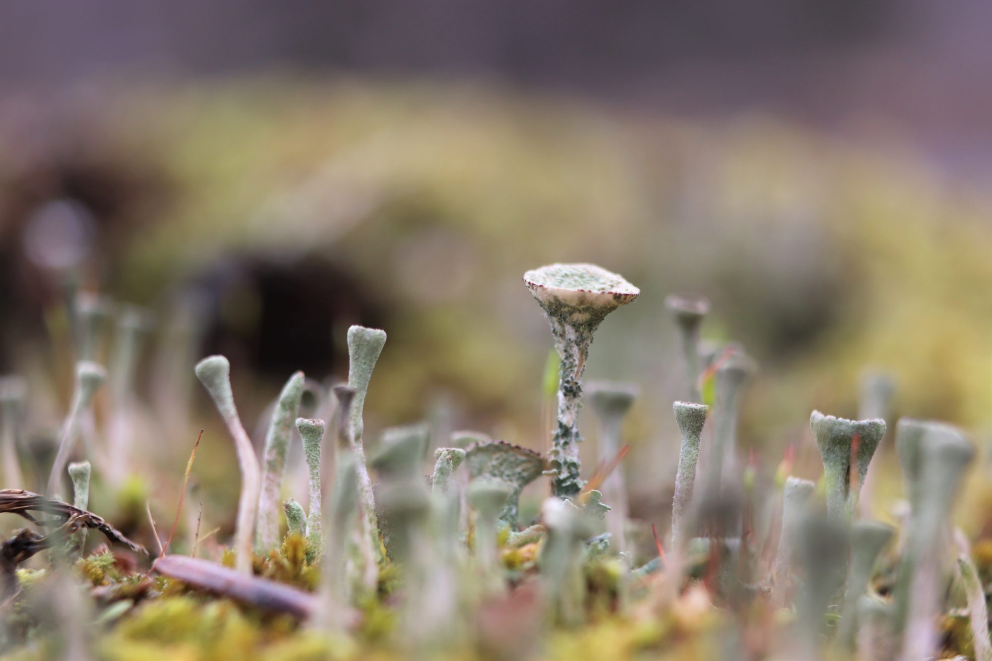 Valokuvaaja: Irja Lehtinen