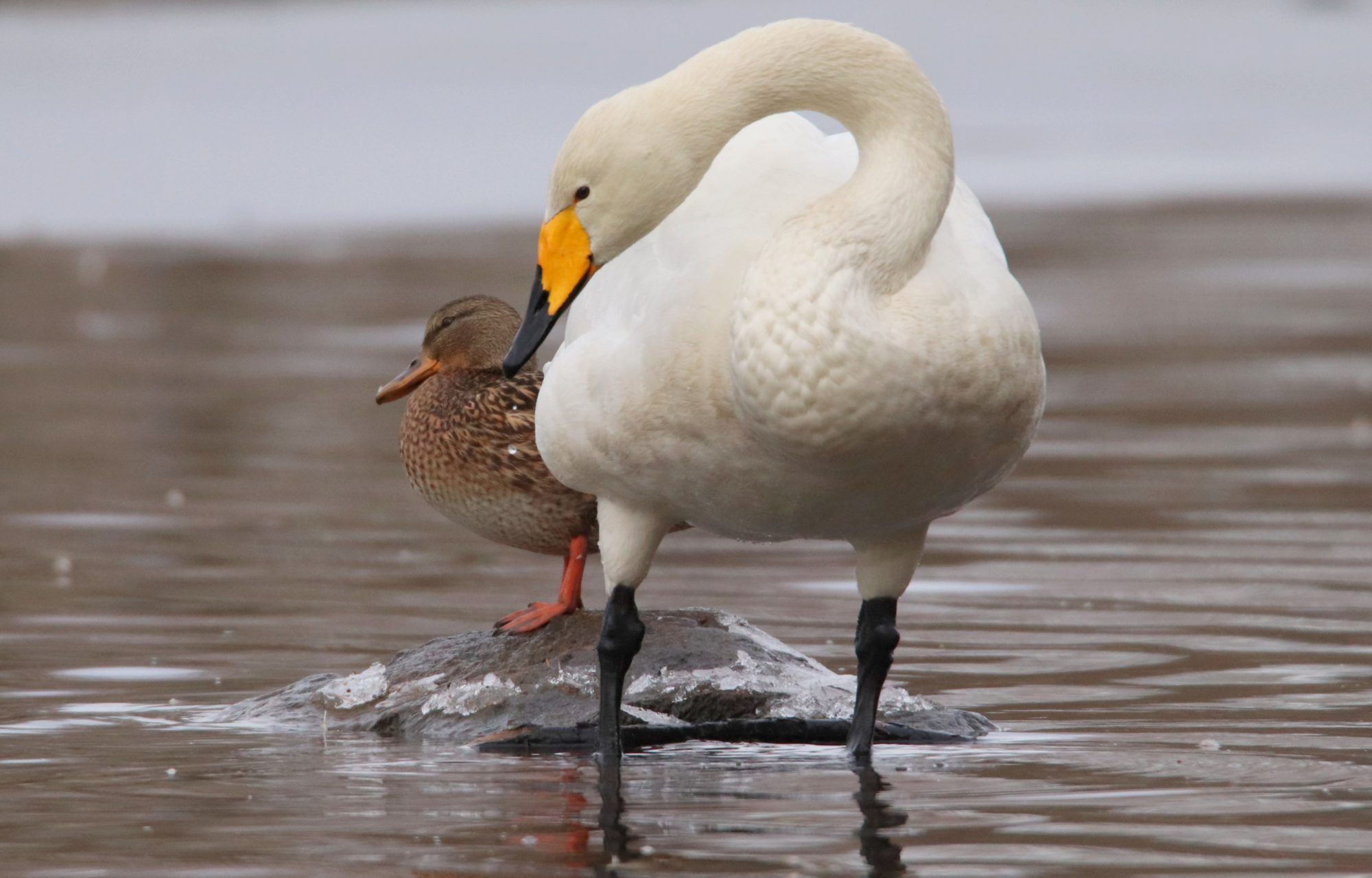 Valokuvaaja: Irja Lehtinen