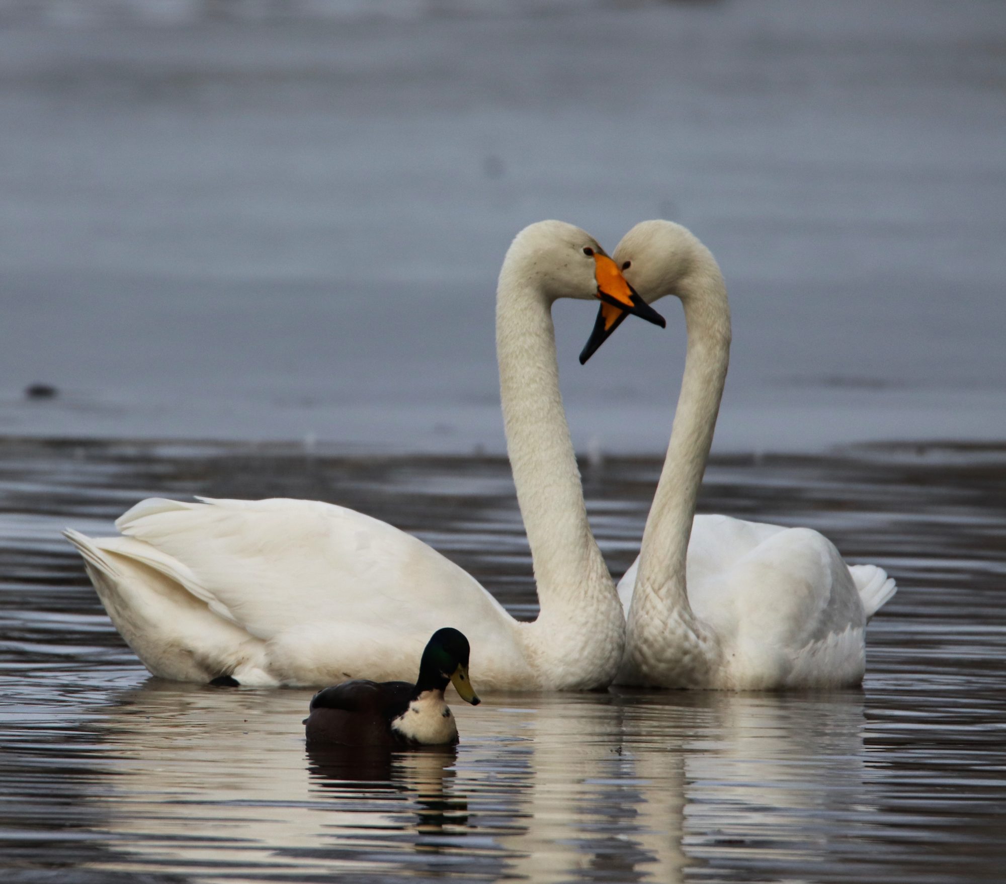 Valokuvaaja: Irja Lehtinen