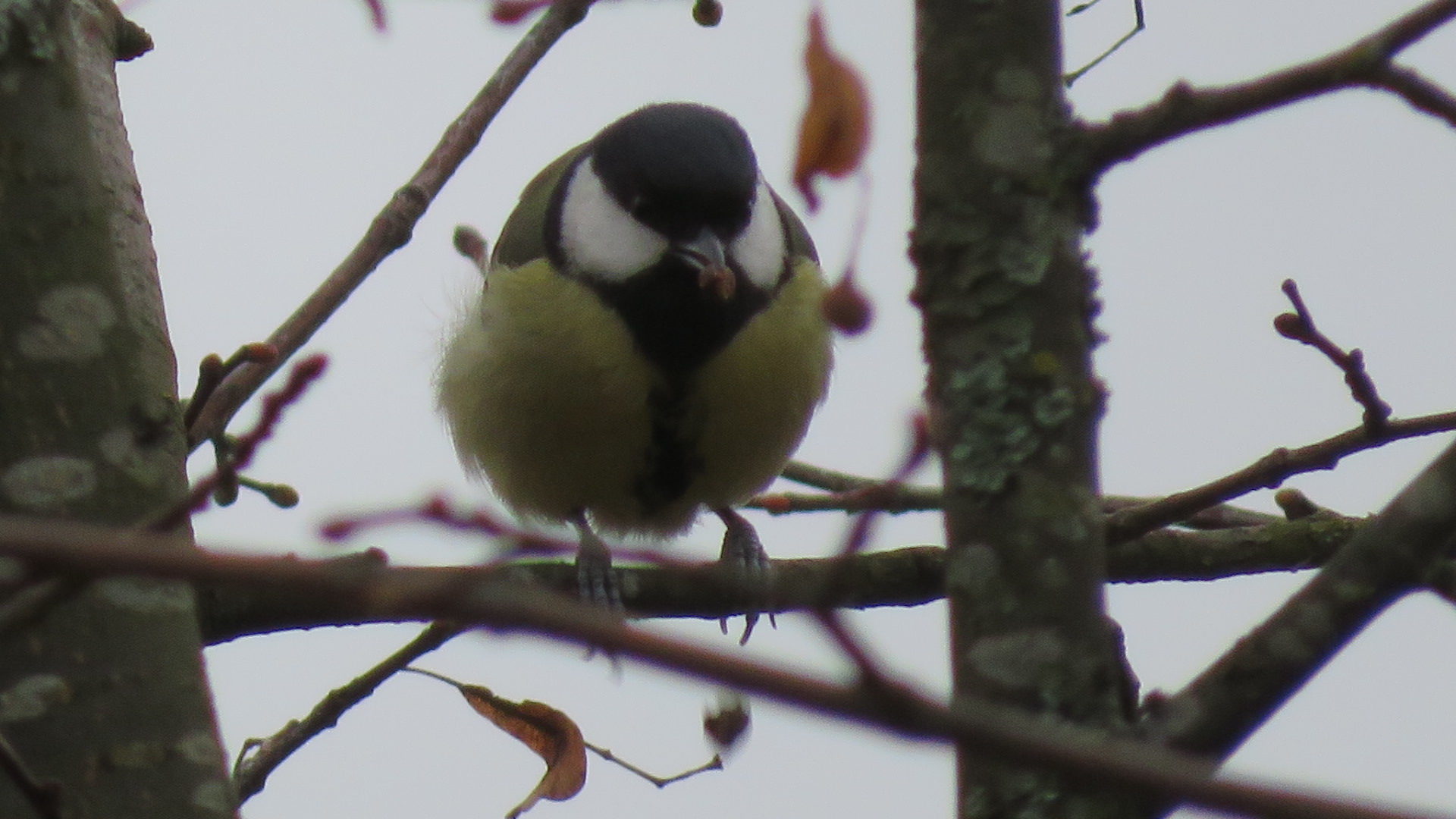 Valokuvaaja: Risto Kangassalo
