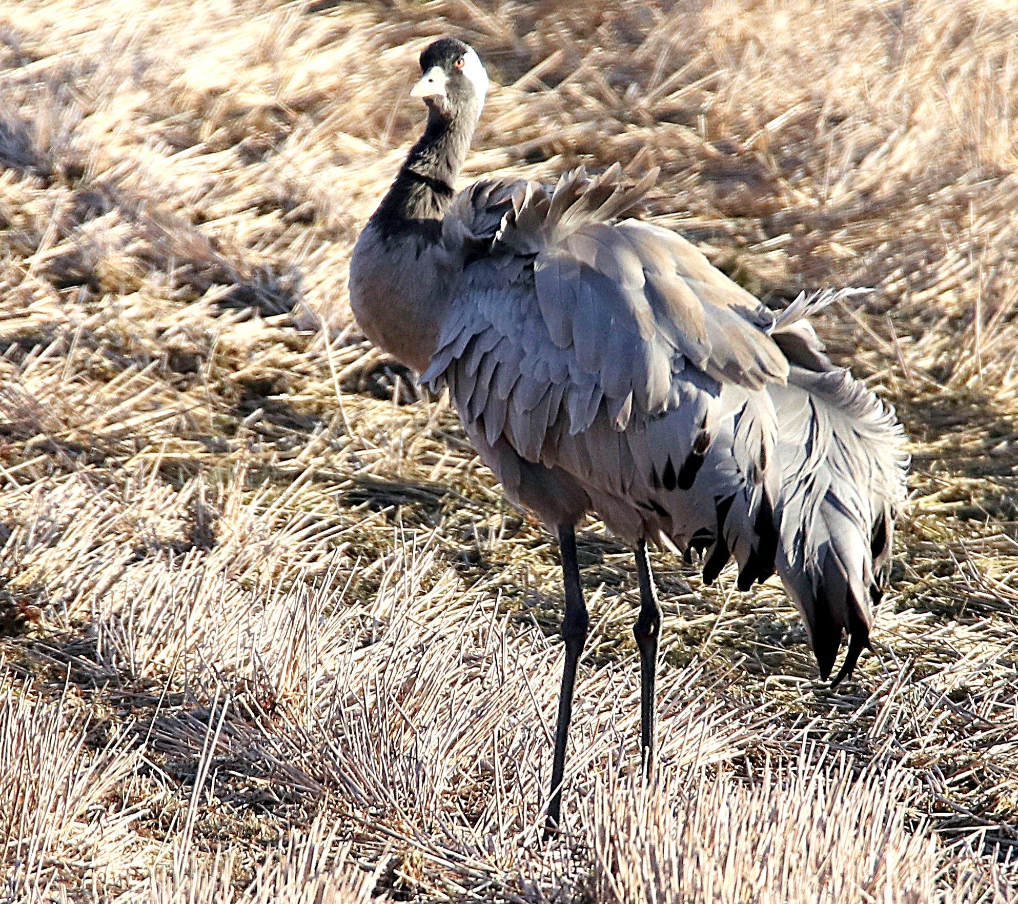 Valokuvaaja: Irja Lehtinen Valokuvaaja: Irja Lehtinen