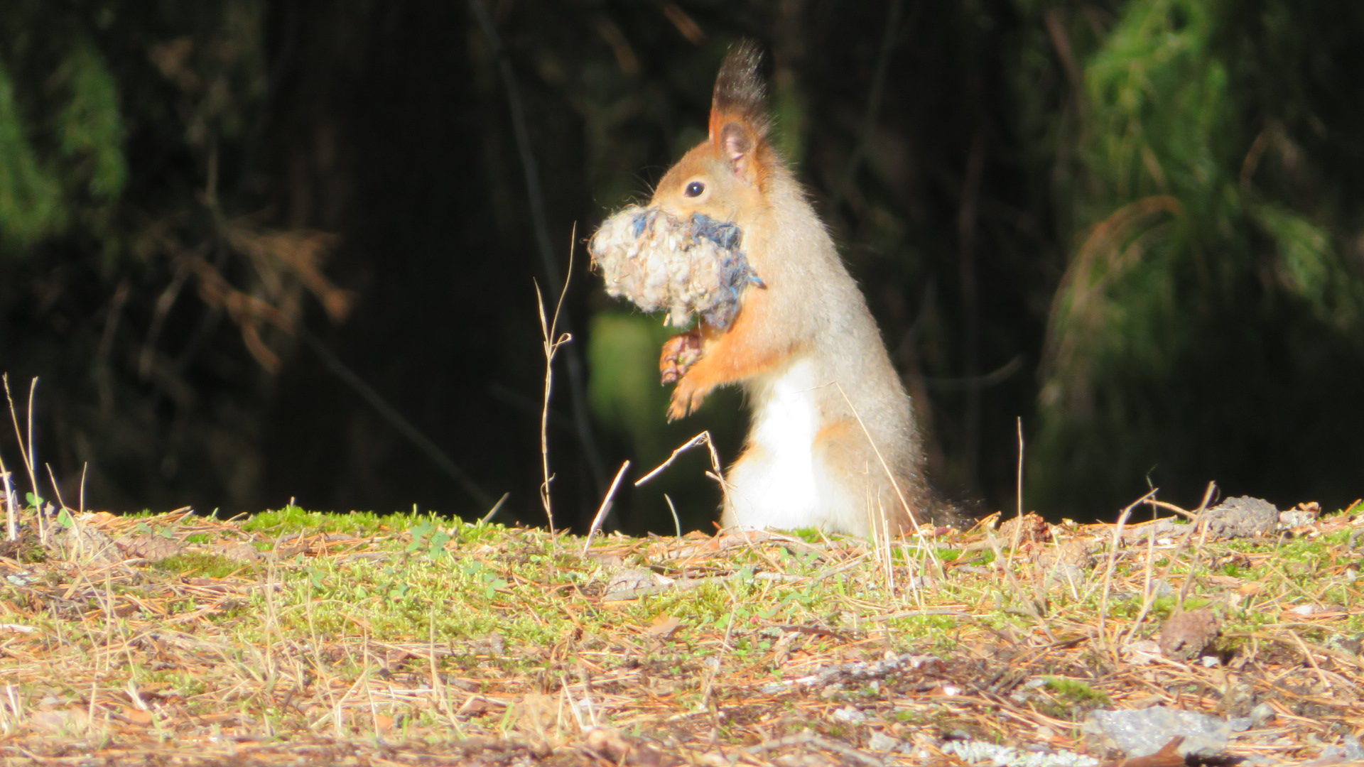 Valokuvaaja: Risto Kangassalo