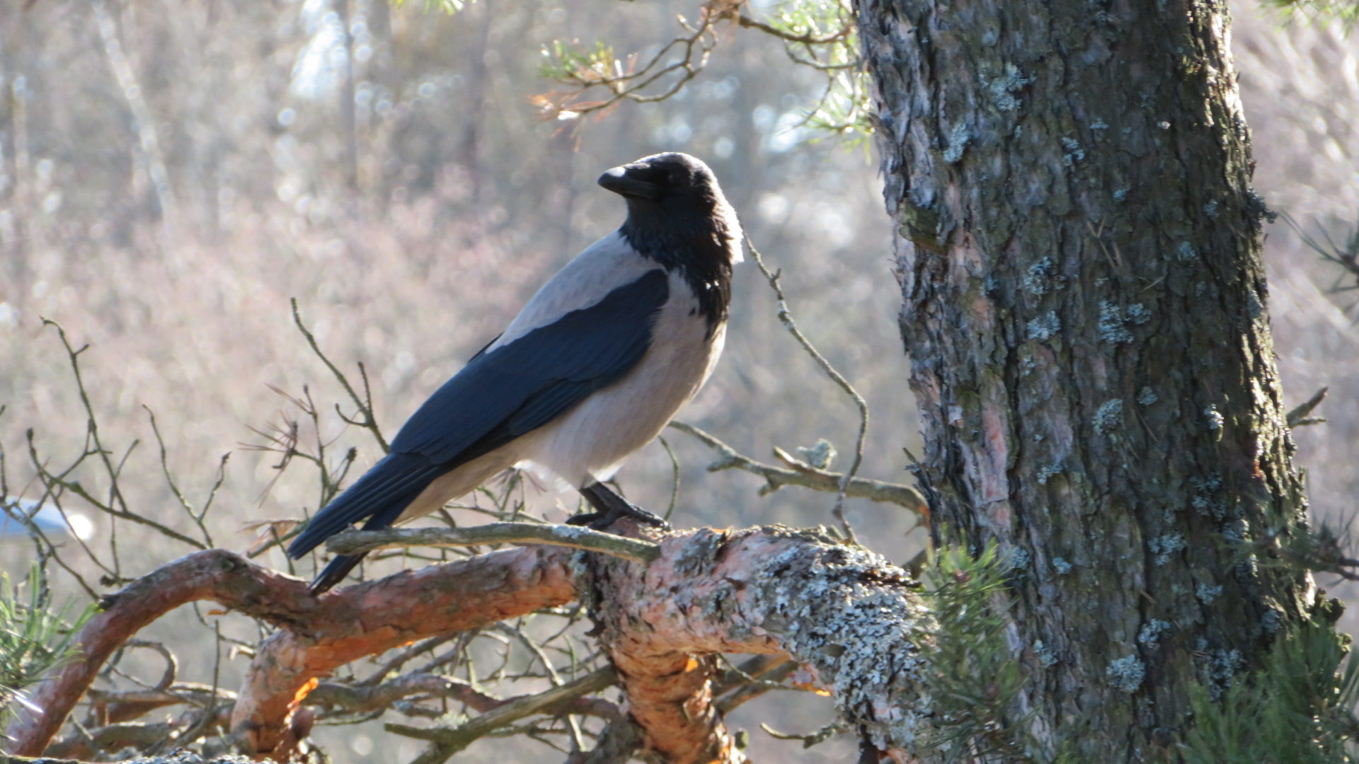 Valokuvaaja: Risto Kangassalo Valokuvaaja: Risto Kangassalo