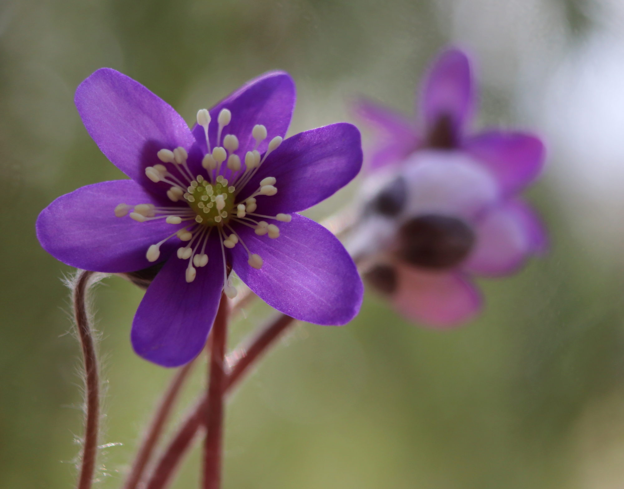 Valokuvaaja: Irja Lehtinen