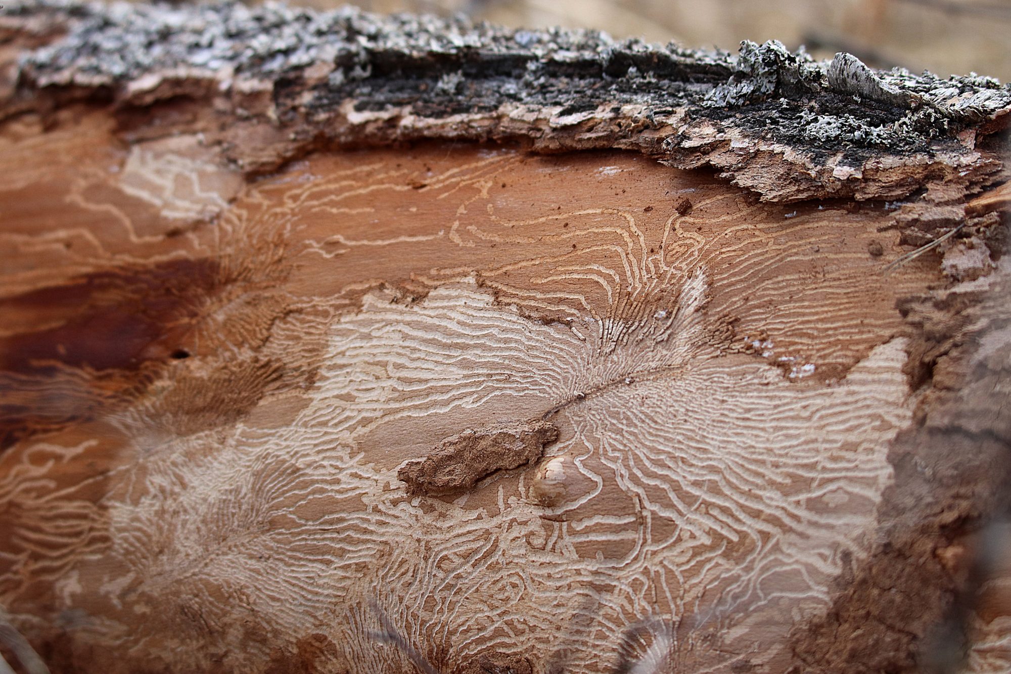 Valokuvaaja: Irja Lehtinen