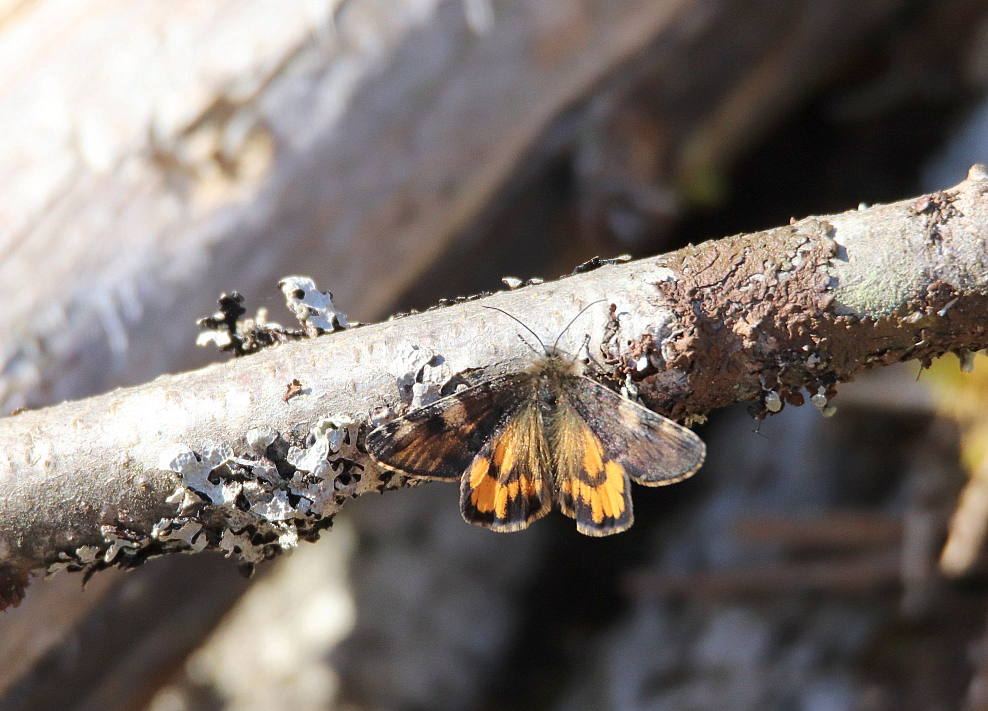 Valokuvaaja: Irja Lehtinen Valokuvaaja: Irja Lehtinen