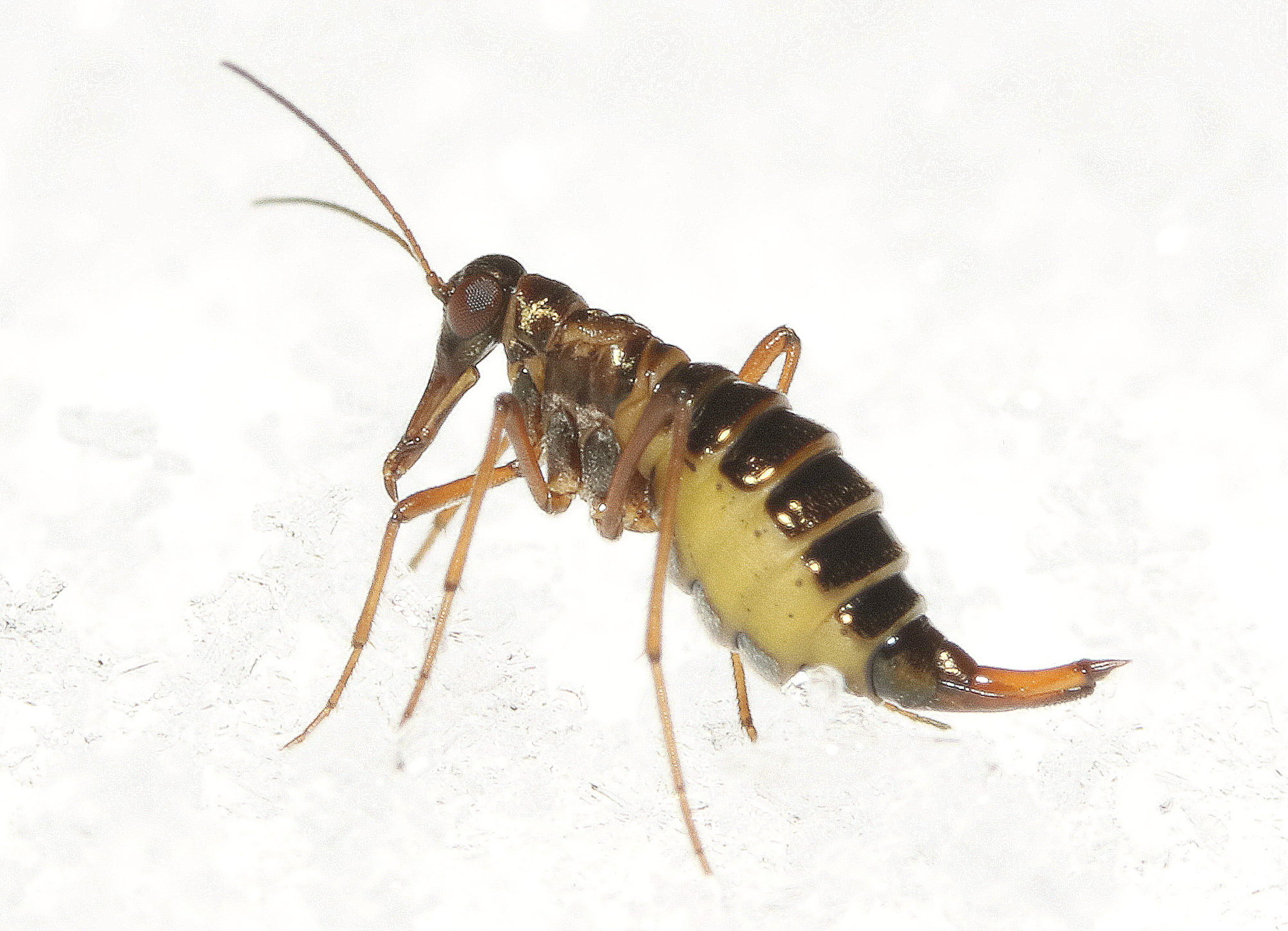 Valokuvaaja: Hannu. Rasiranta