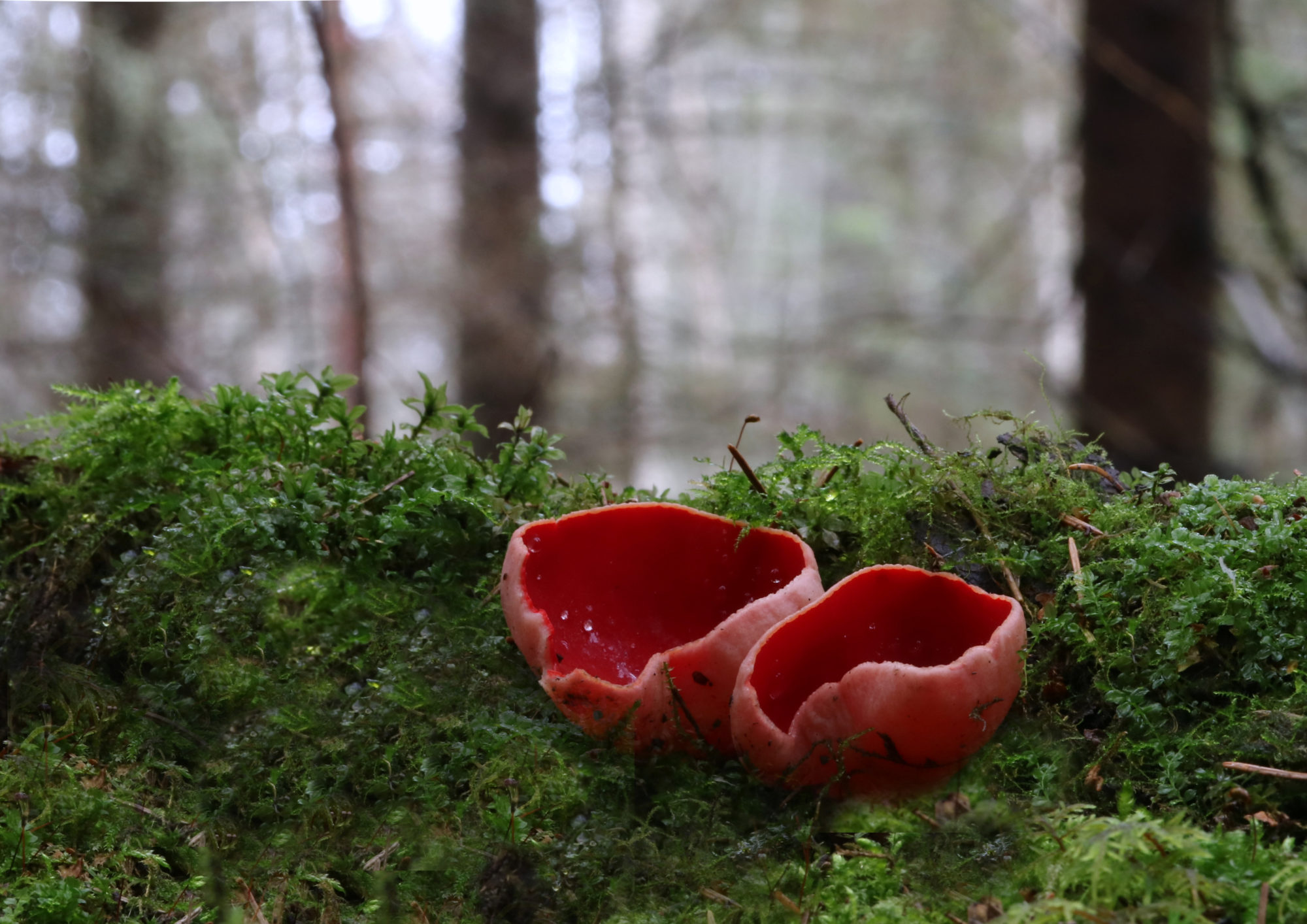 Valokuvaaja: Hannu Rasiranta