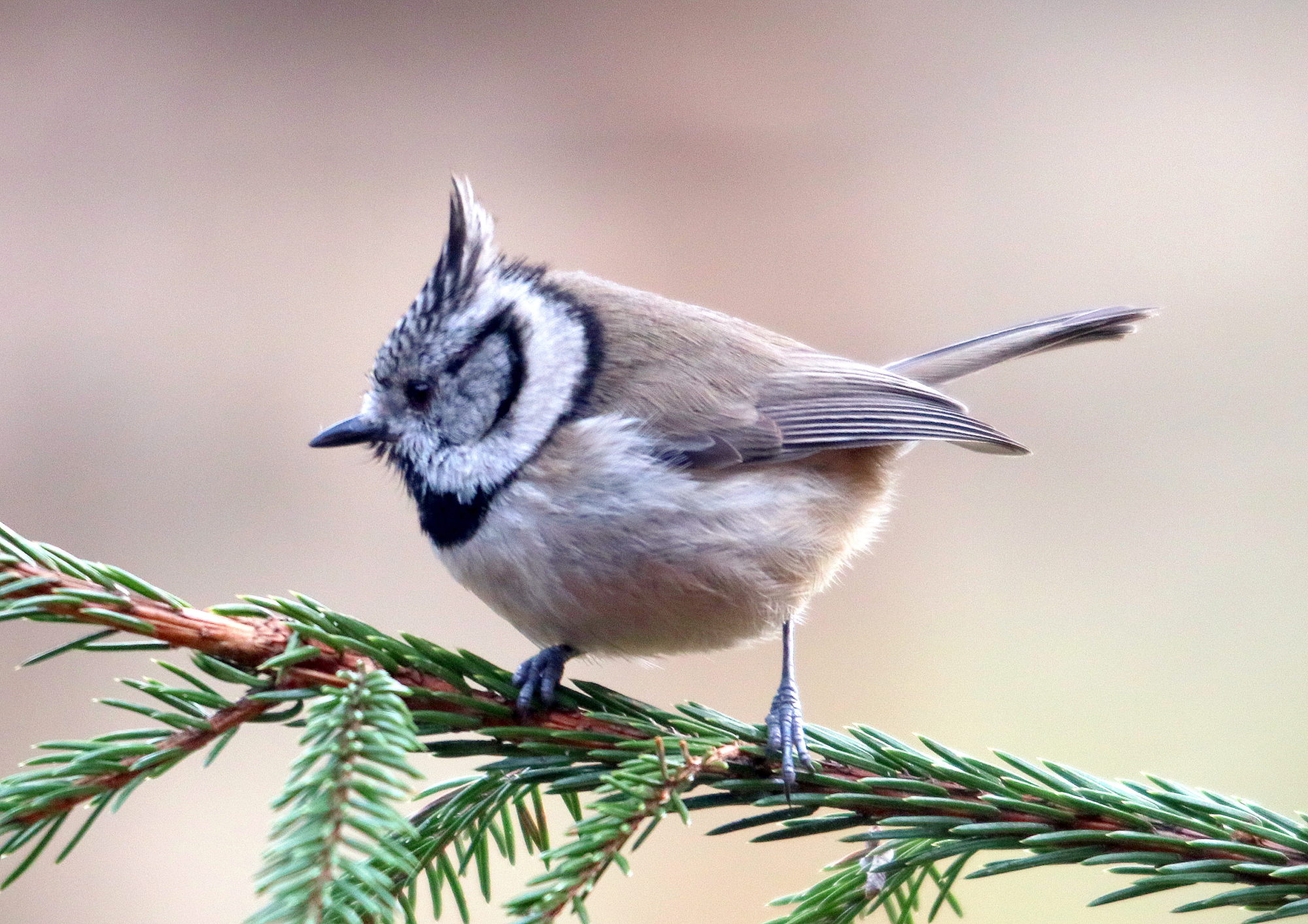 Valokuvaaja: Hannu. Rasiranta