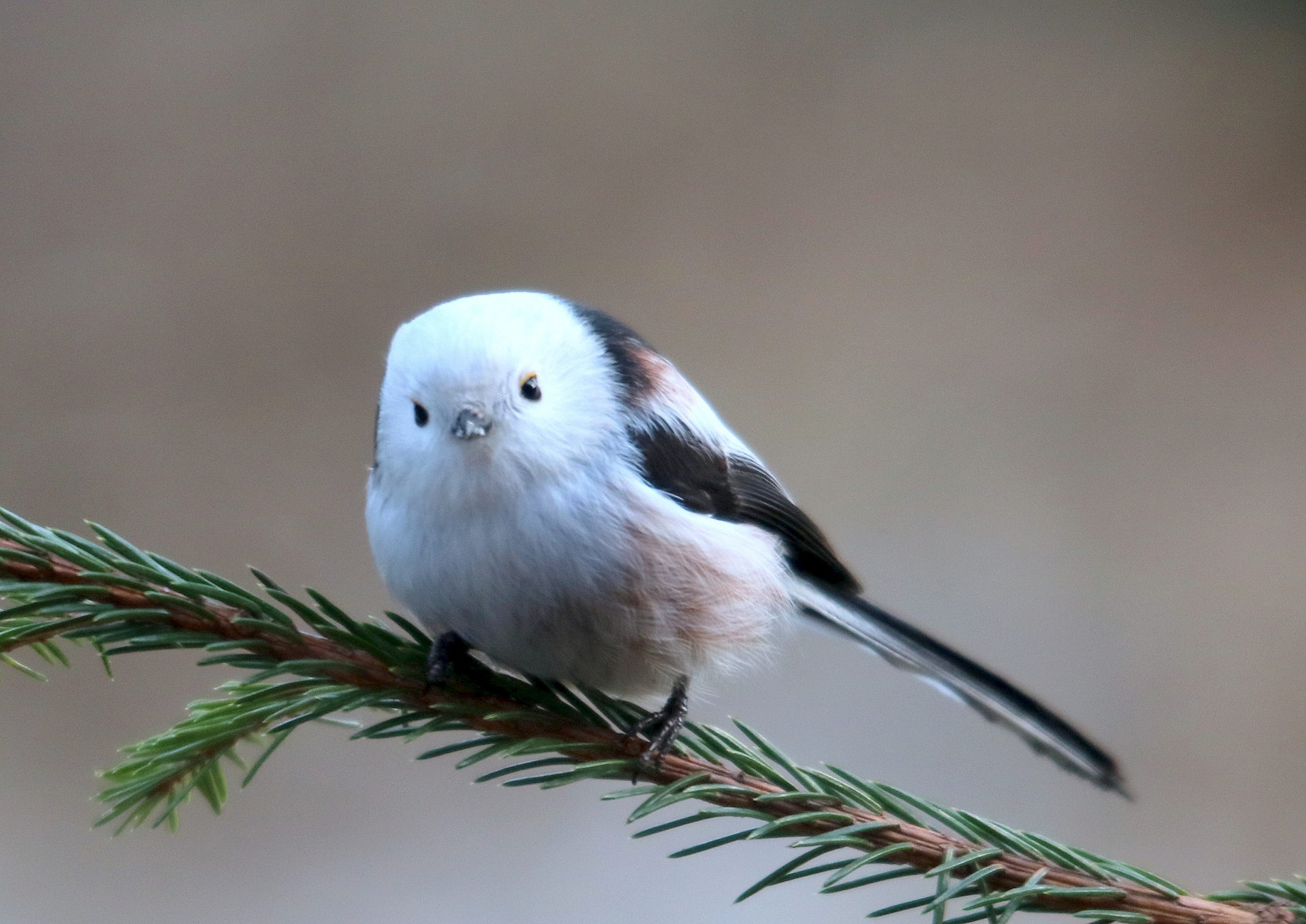 Valokuvaaja: Hannu. Rasiranta