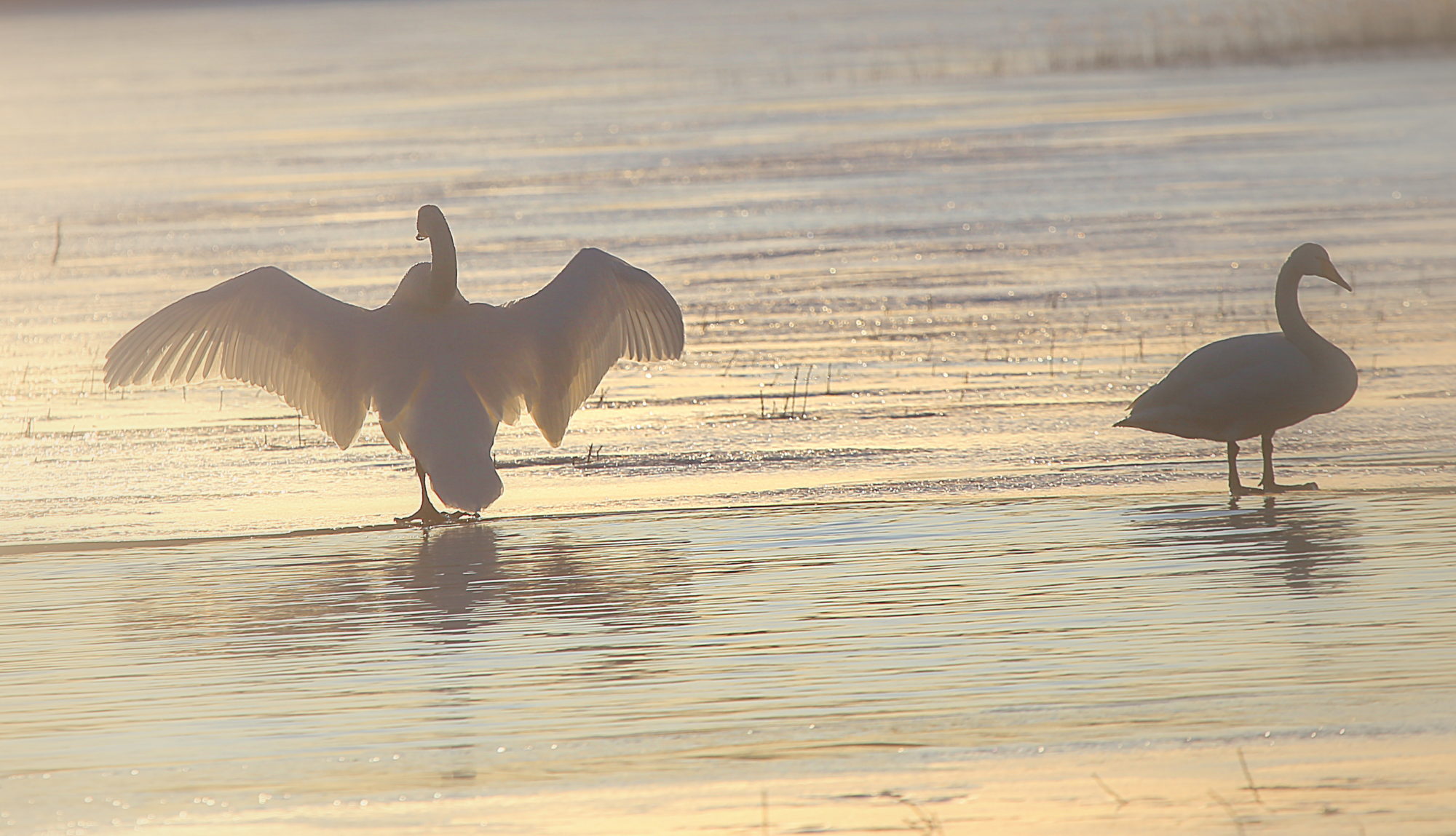 Valokuvaaja: Raija Kokkola