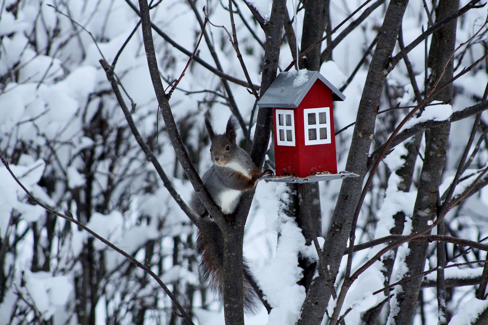 Valokuvaaja: Pirkko Siukonen Valokuvaaja: Pirkko Siukonen