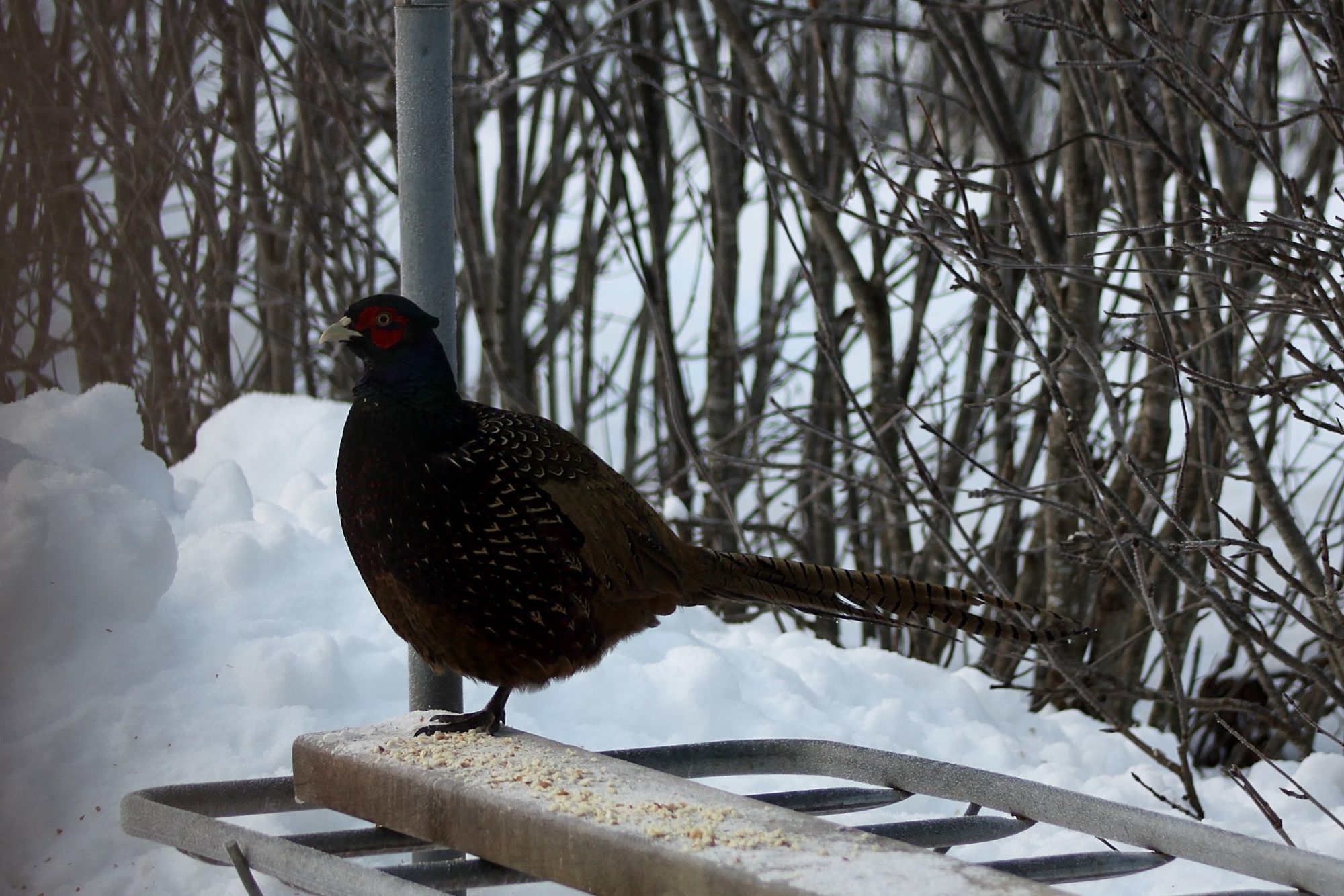 Valokuvaaja: Pirkko Siukonen