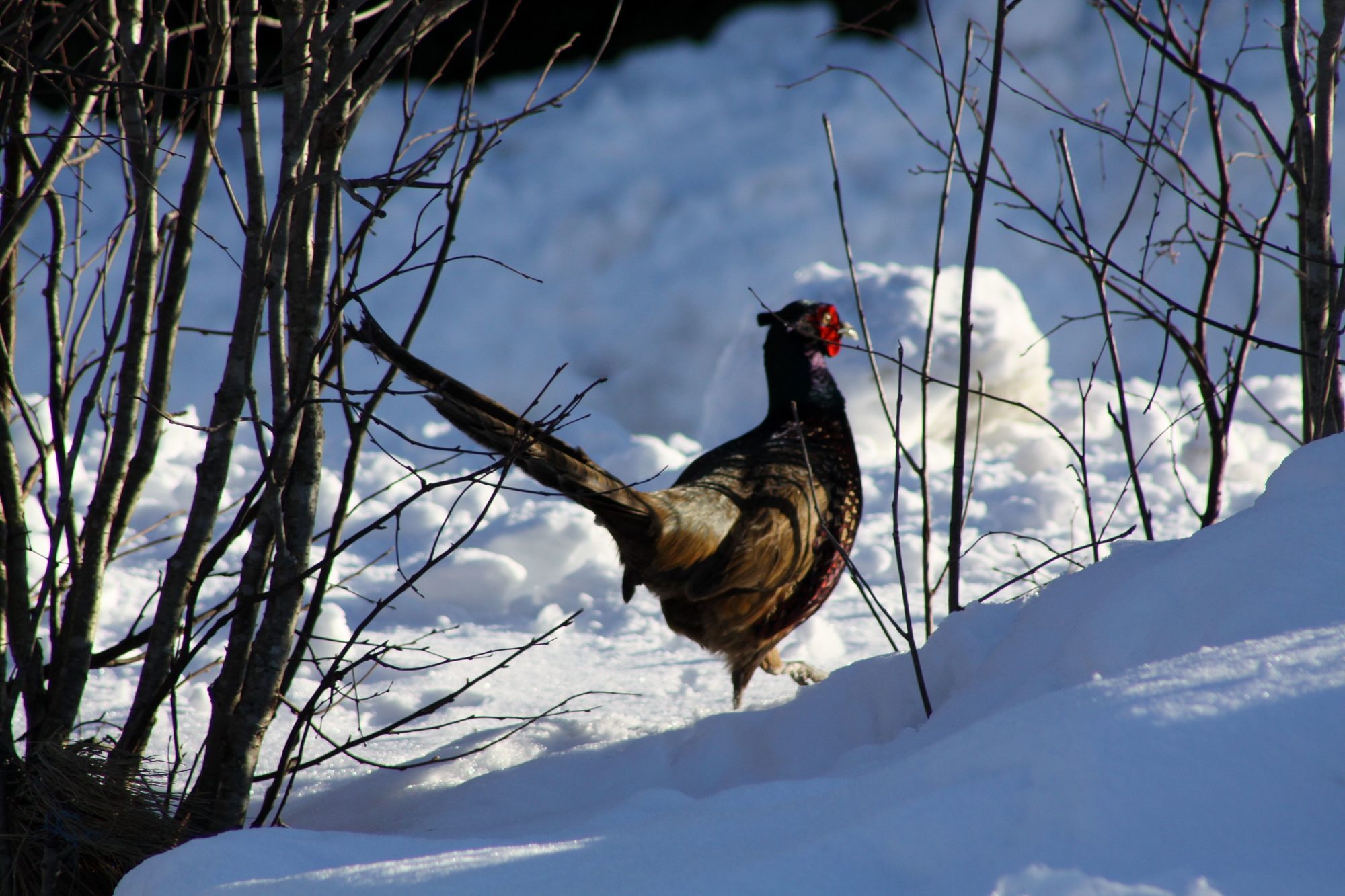 Valokuvaaja: Pirkko Siukonen