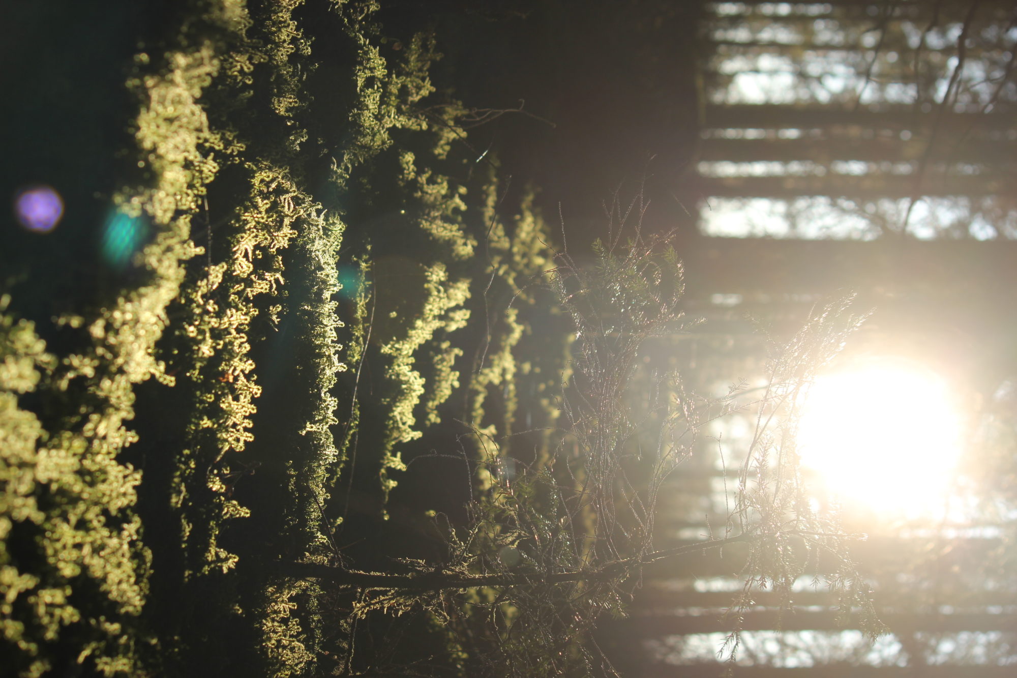 Valokuvaaja: Linnea Lehmuskoski