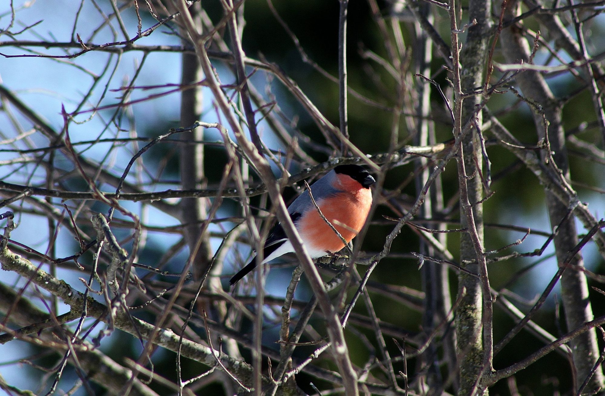 Valokuvaaja: Pirkko Siukonen Valokuvaaja: Pirkko Siukonen