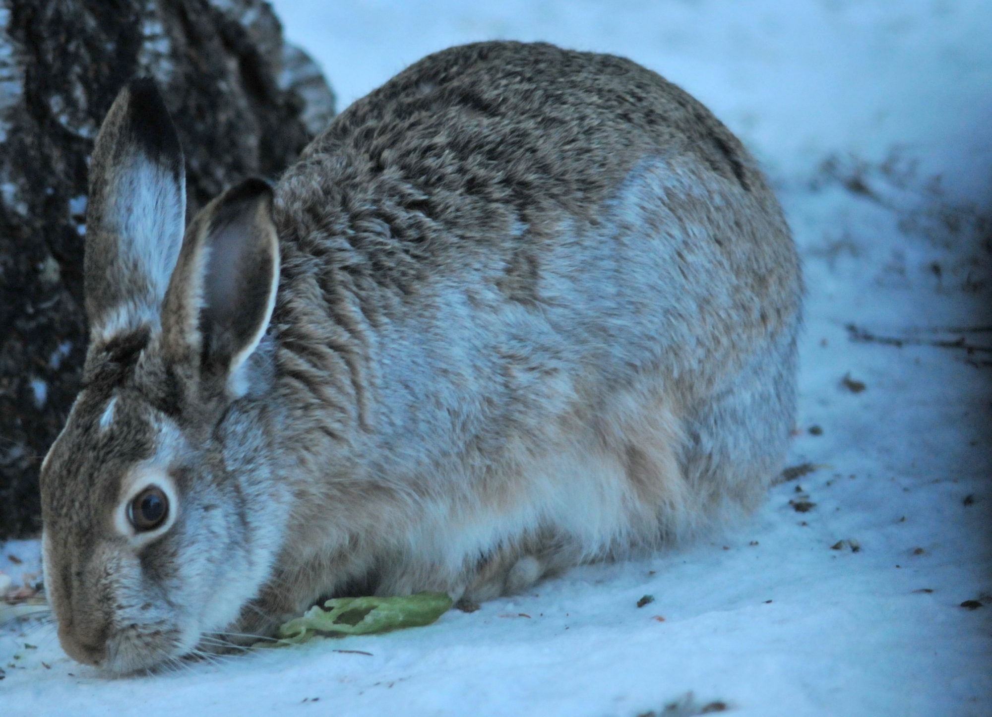 Valokuvaaja: Kaarlo Asikainen Valokuvaaja: Kaarlo Asikainen