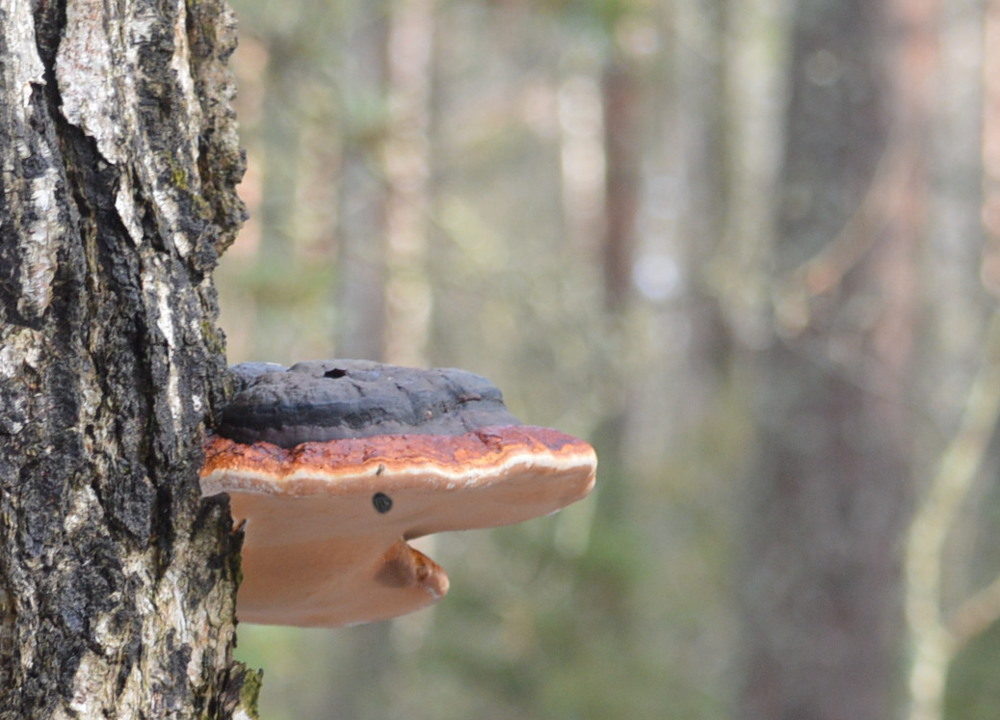 Valokuvaaja: Elisabet Varonen