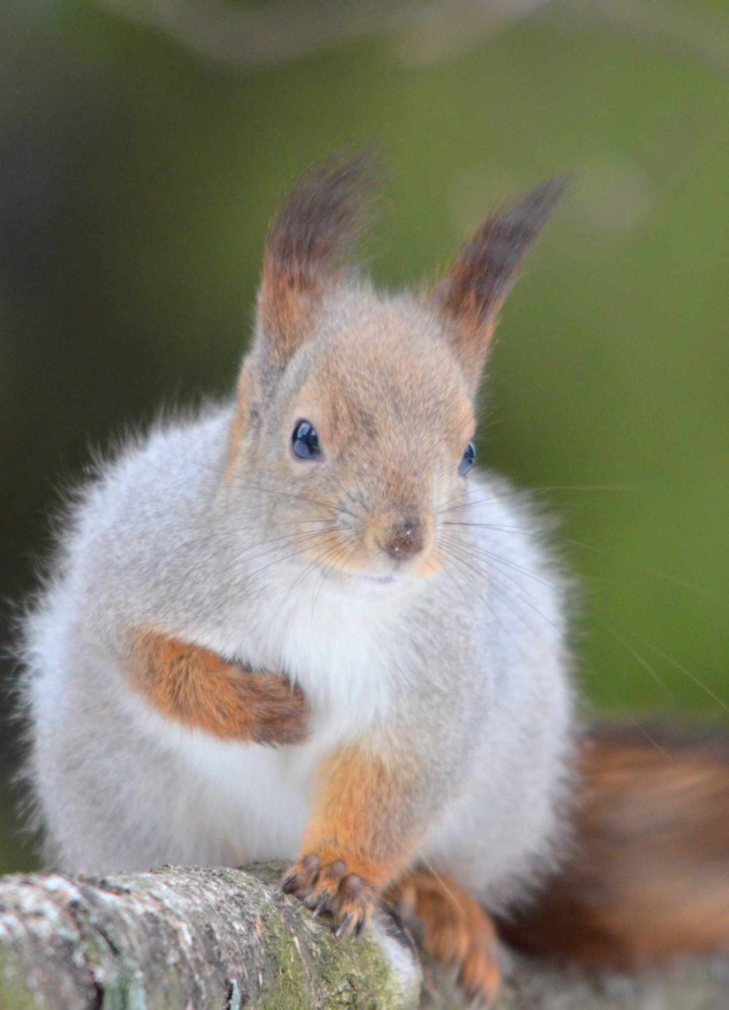 Valokuvaaja: Kaarlo Asikainen