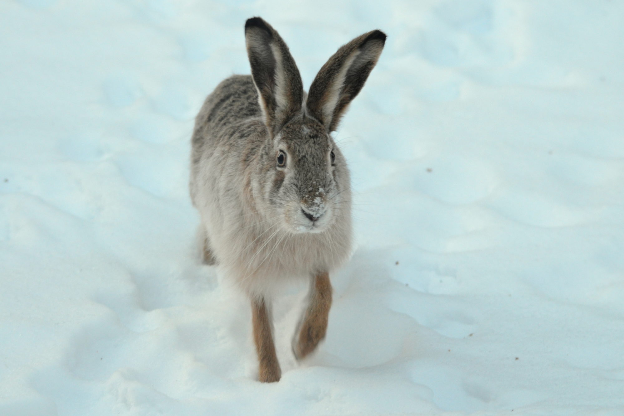 Valokuvaaja: Kaarlo Asikainen