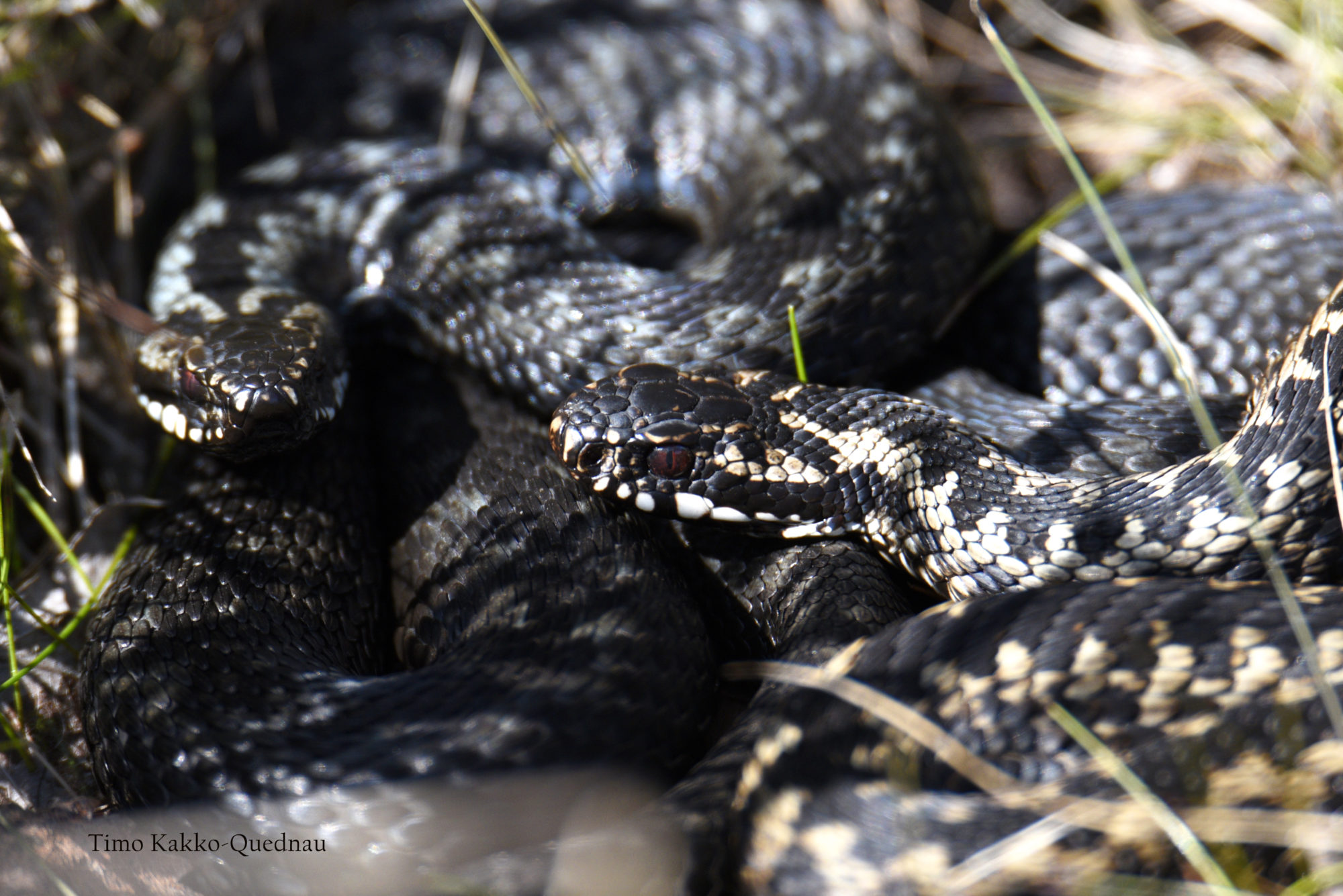 Valokuvaaja: Timo Kakko-Quednau