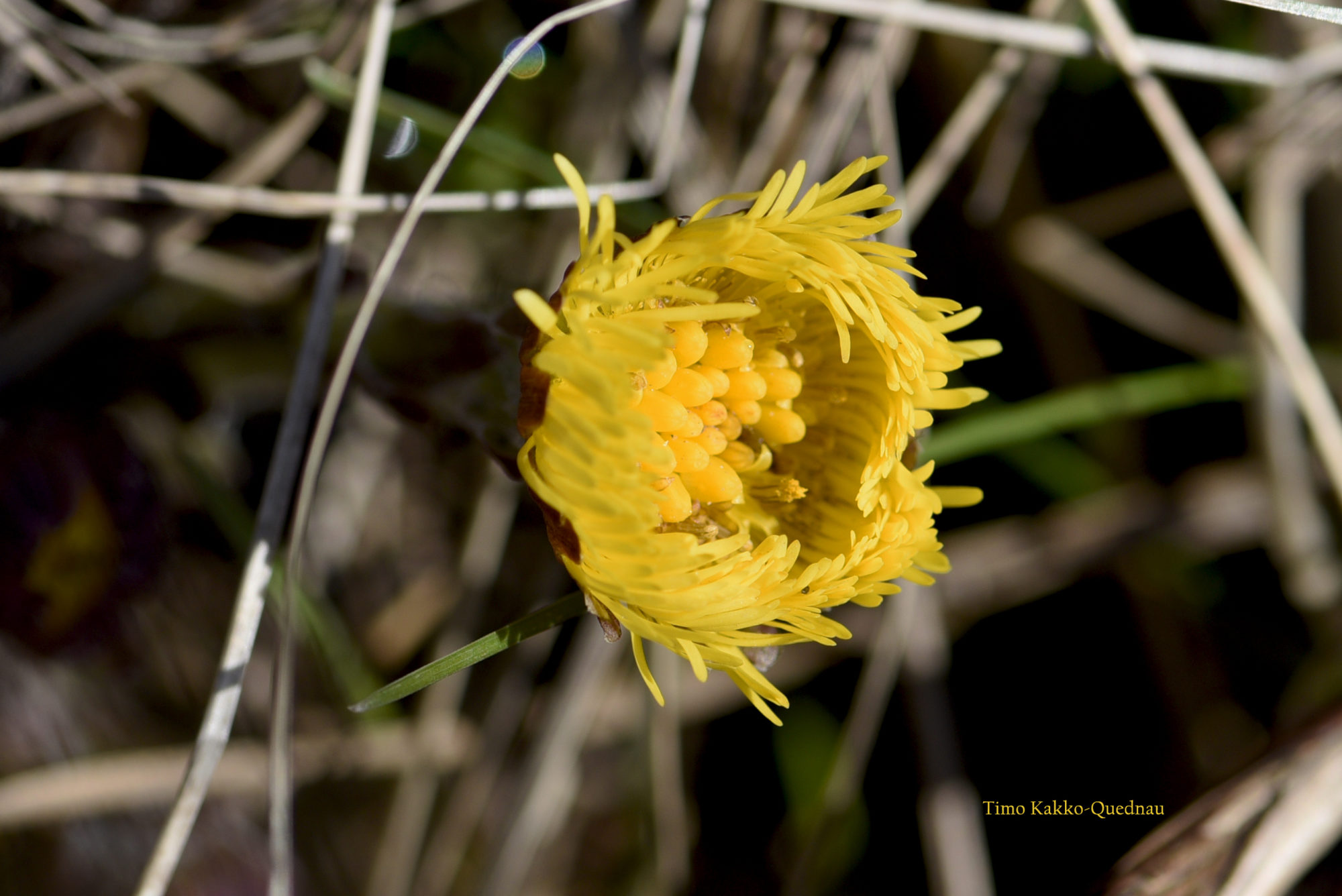 Valokuvaaja: Timo Kakko-Quednau Valokuvaaja: Timo Kakko-Quednau