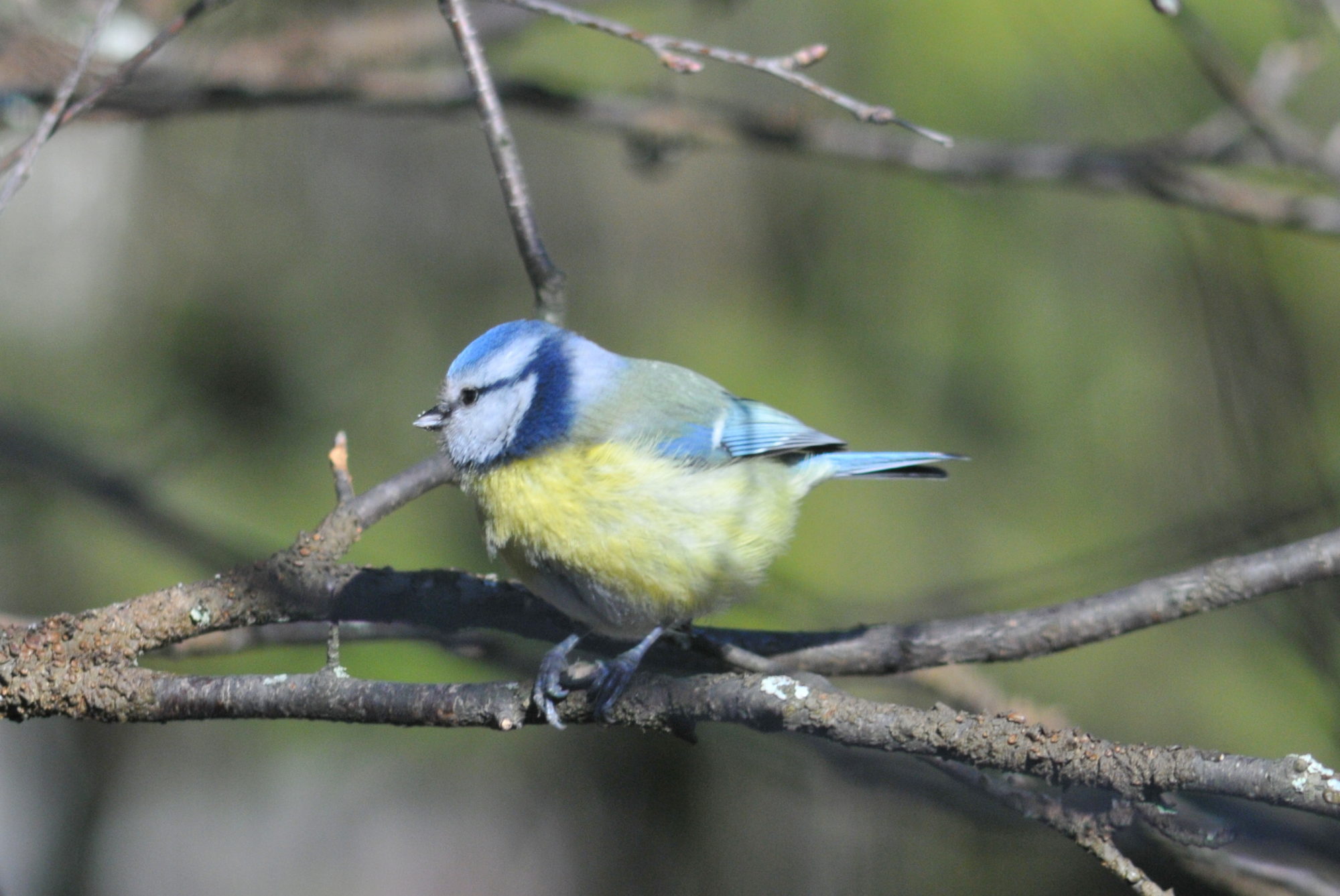 Valokuvaaja: Kaarlo Asikainen