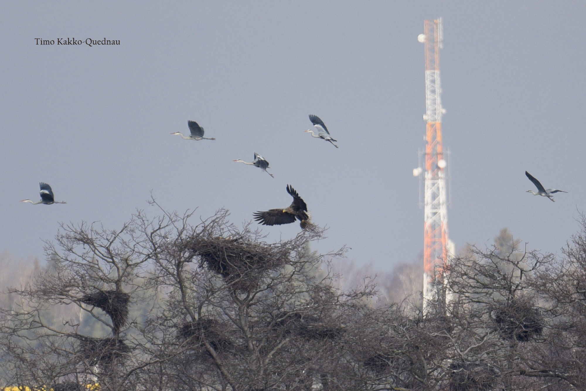 Valokuvaaja: Timo Kakko-Quednau