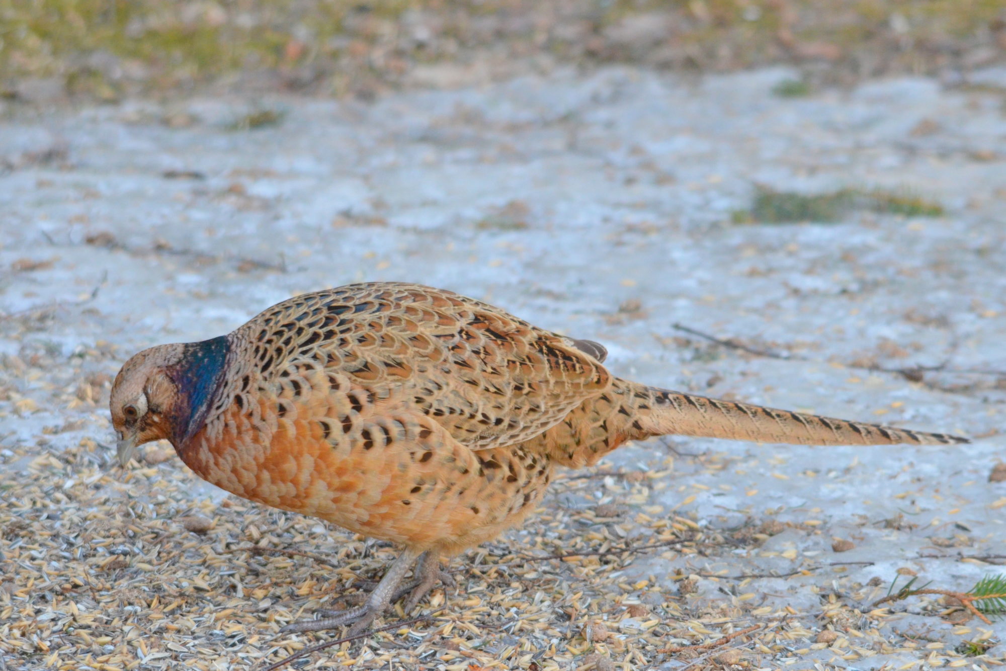 Valokuvaaja: Kaarlo Asikainen