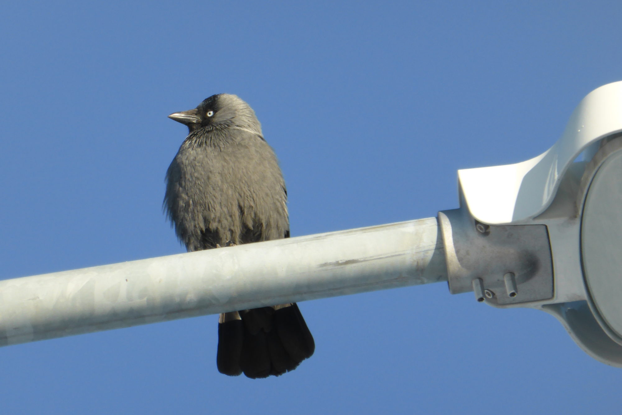 Valokuvaaja: Kaarlo Asikainen