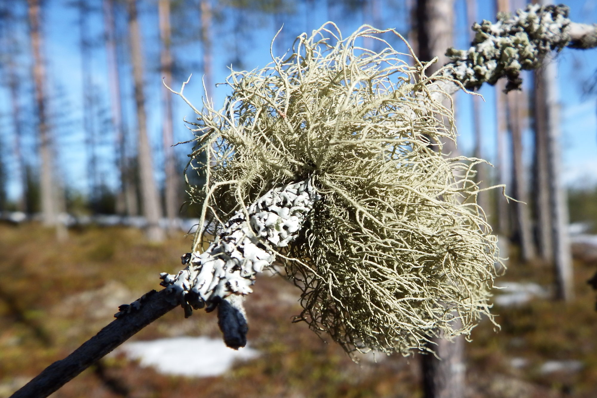 Valokuvaaja: Kaarlo Asikainen