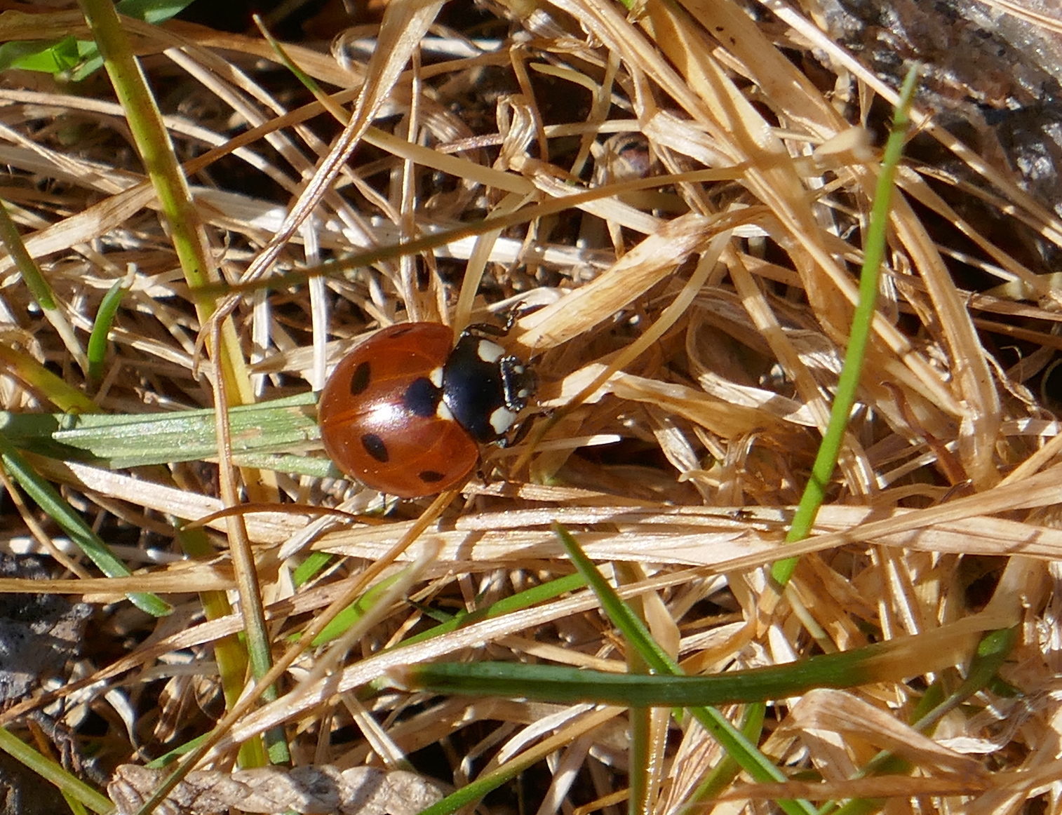 Valokuvaaja: Marjut Ikonen Valokuvaaja: Marjut Ikonen