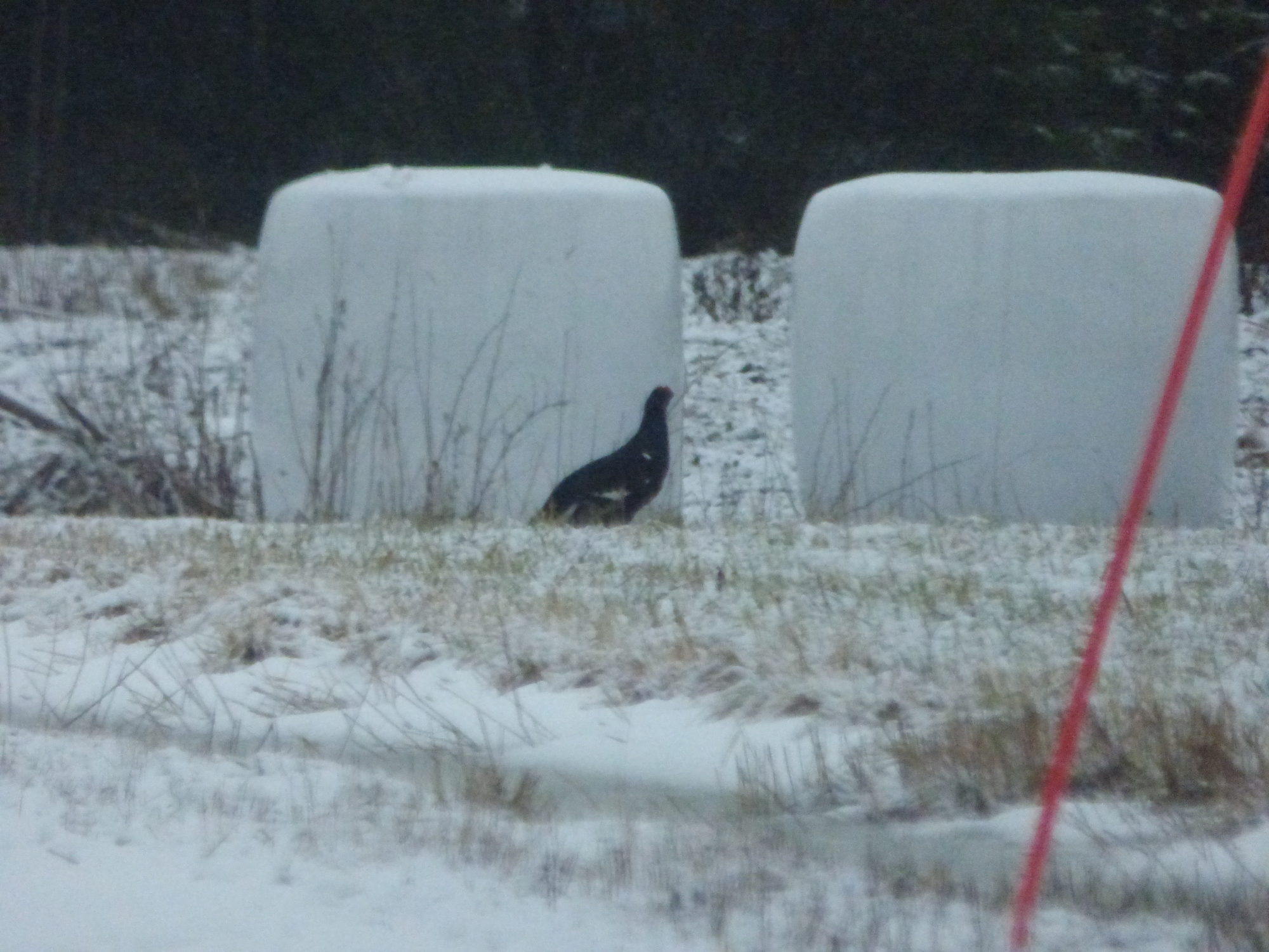 Valokuvaaja: Hannu Rissanen