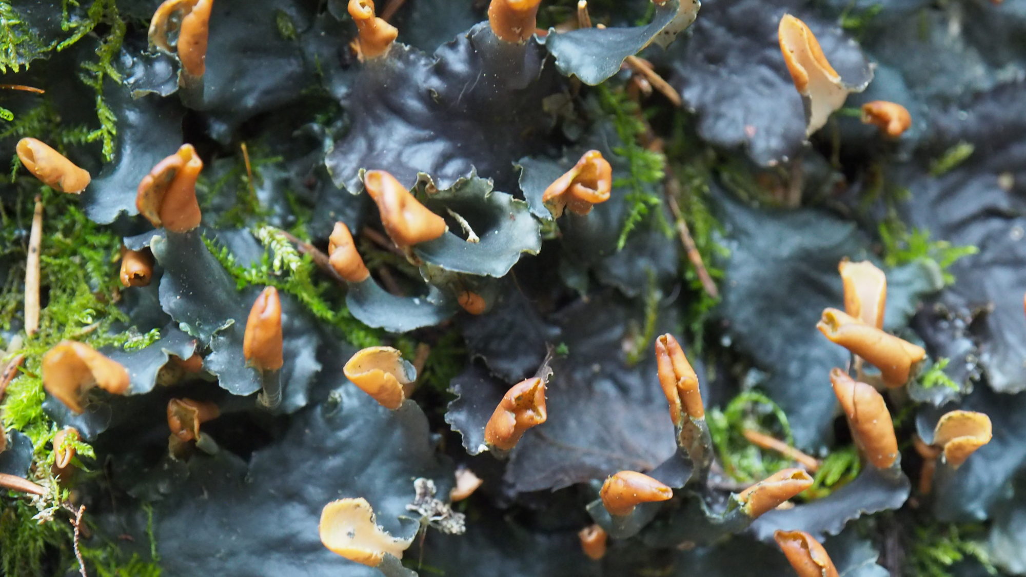 Valokuvaaja: Arja Valtonen