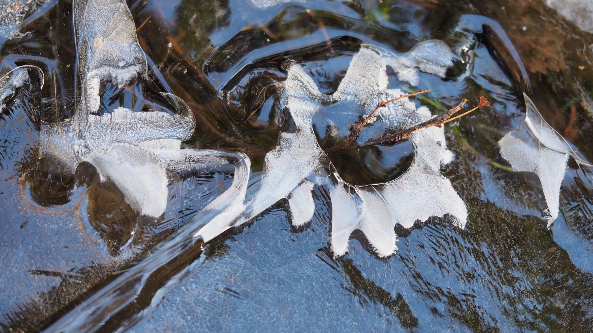 Valokuvaaja: Arja Valtonen Valokuvaaja: Arja Valtonen