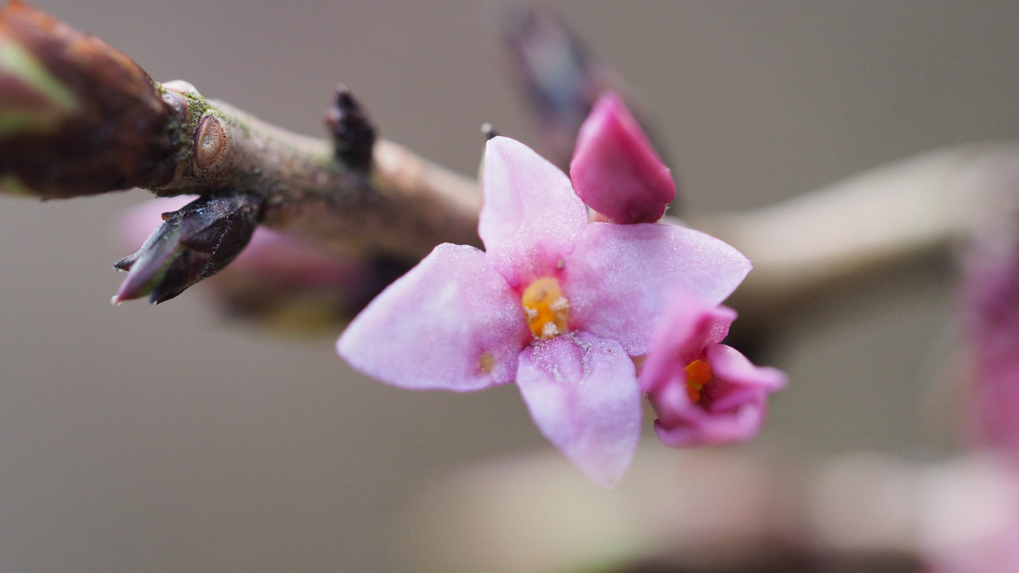 Valokuvaaja: Arja Valtonen Valokuvaaja: Arja Valtonen