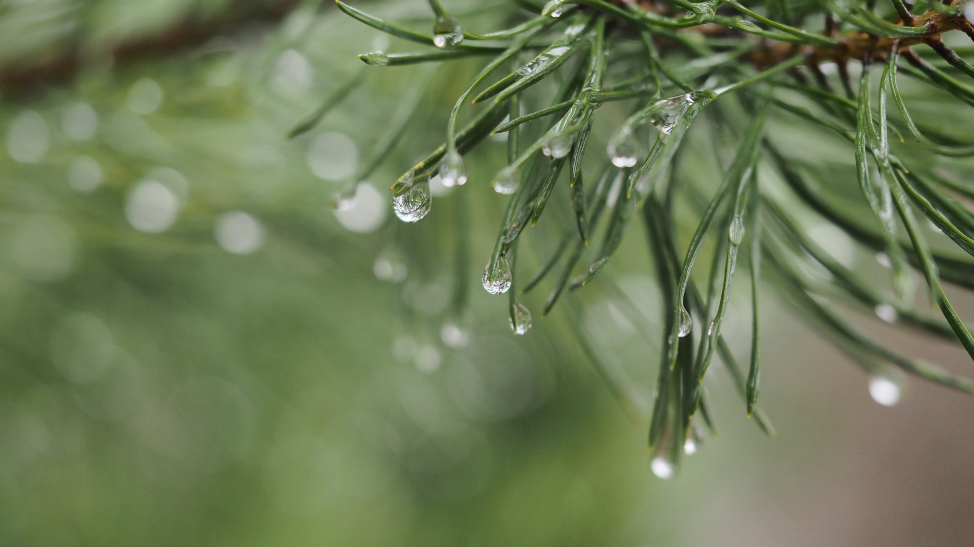 Valokuvaaja: Arja Valtonen