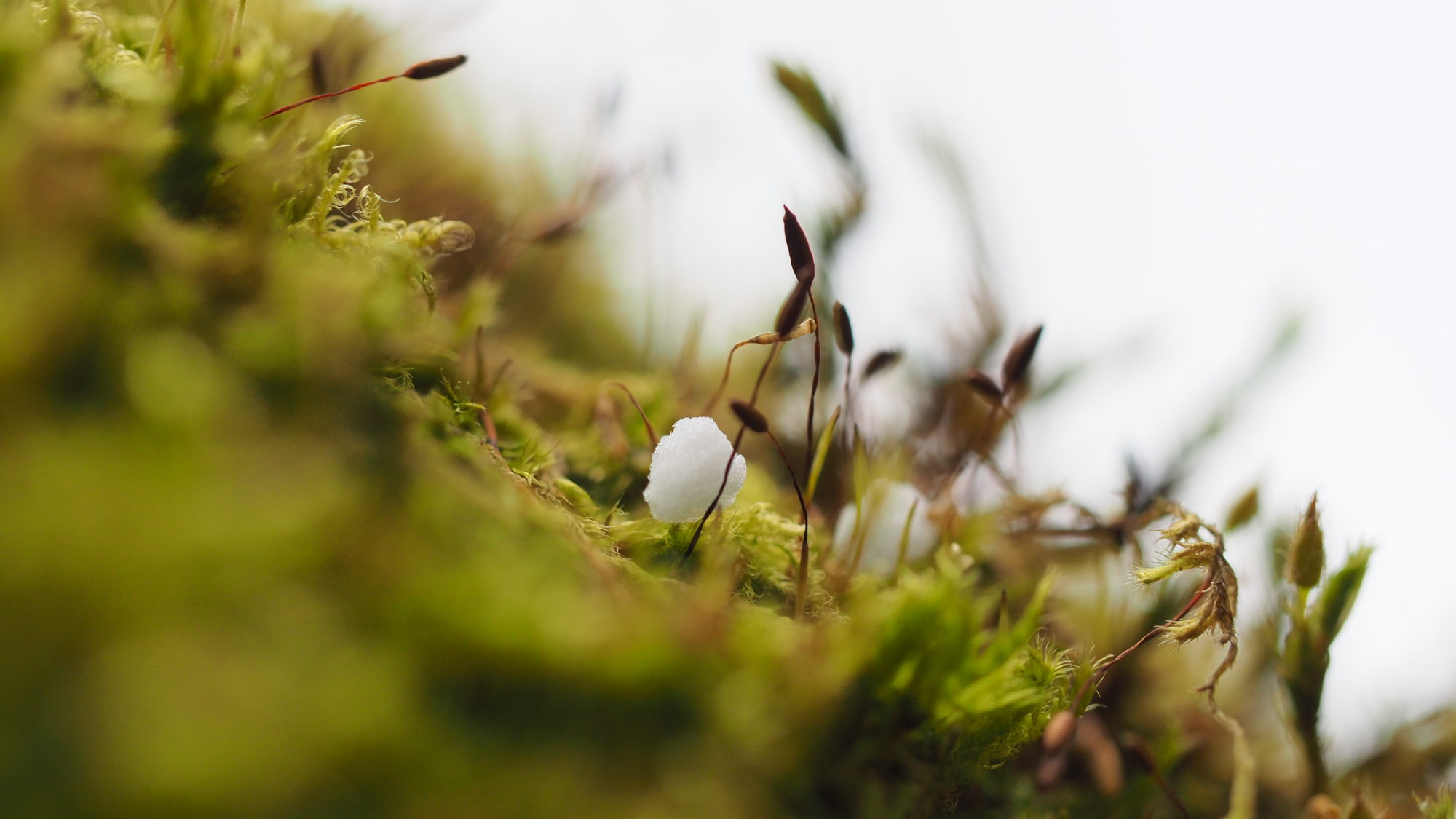 Valokuvaaja: Arja Valtonen Valokuvaaja: Arja Valtonen