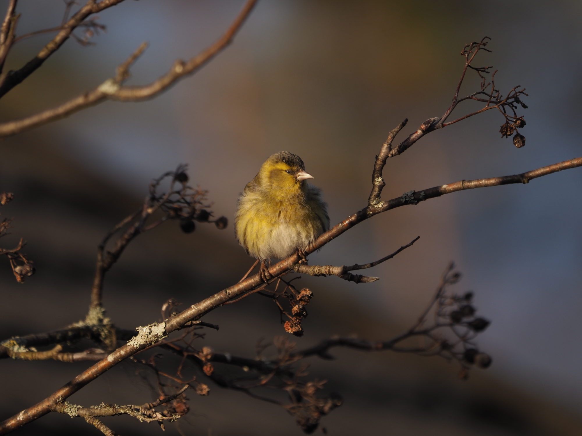Valokuvaaja: Mikkola Irma