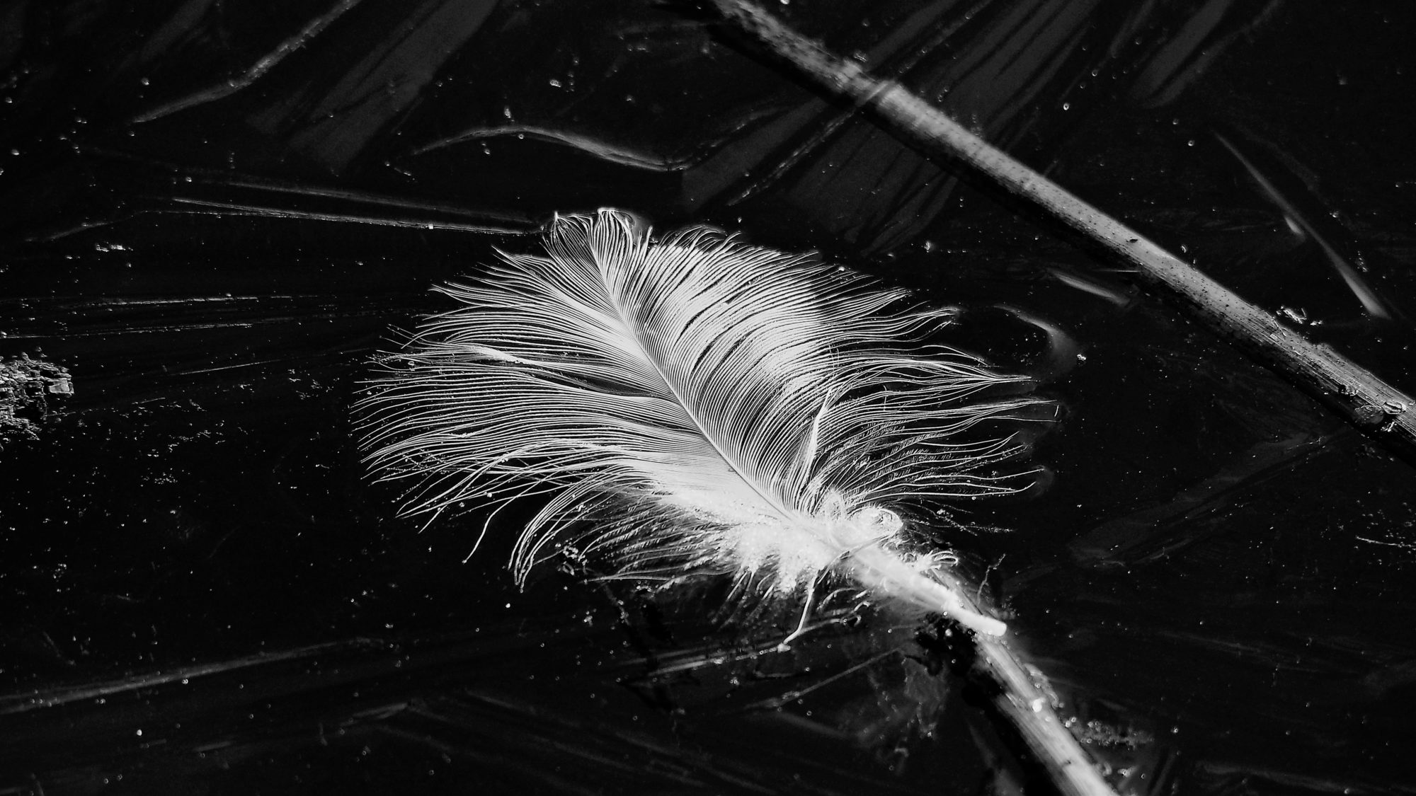 Valokuvaaja: Arja Valtonen