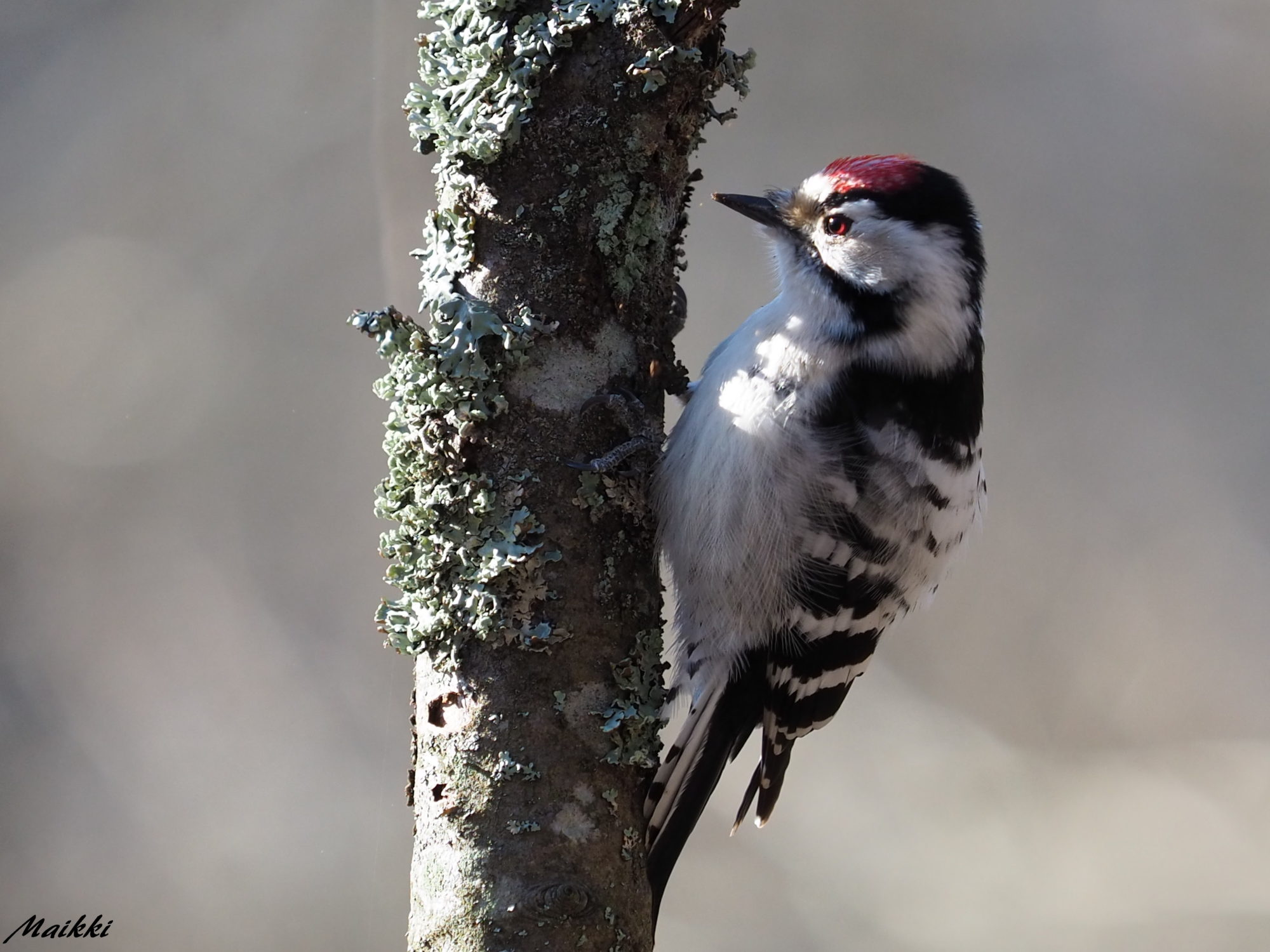 Valokuvaaja: Marja-Leena Kuusisto