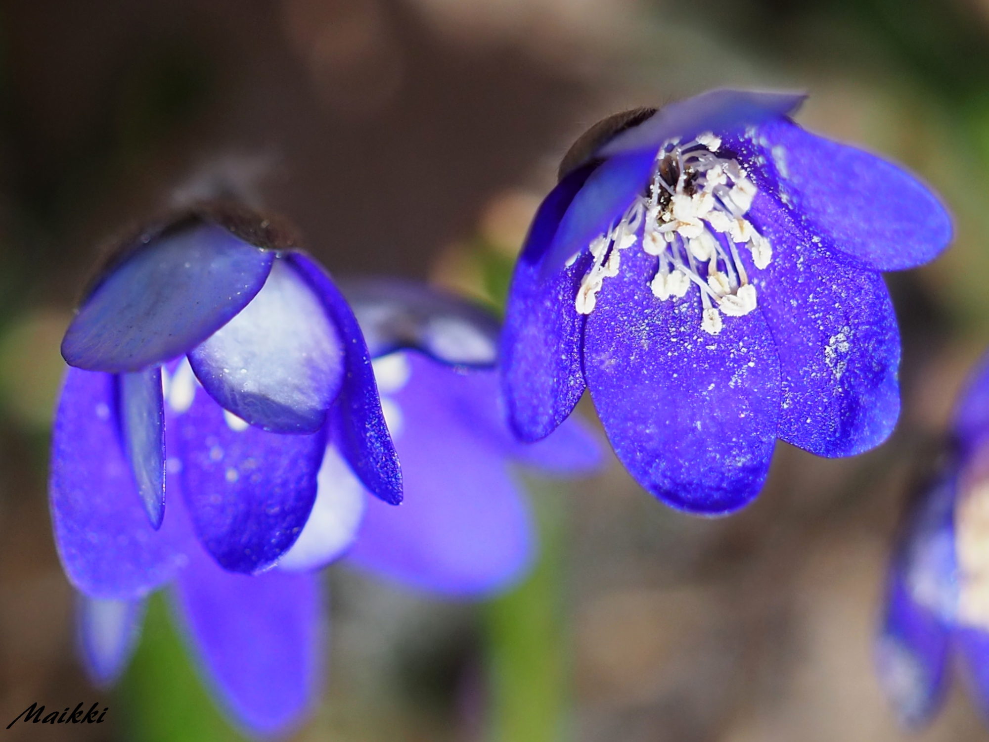 Valokuvaaja: Marja-Leena Kuusisto