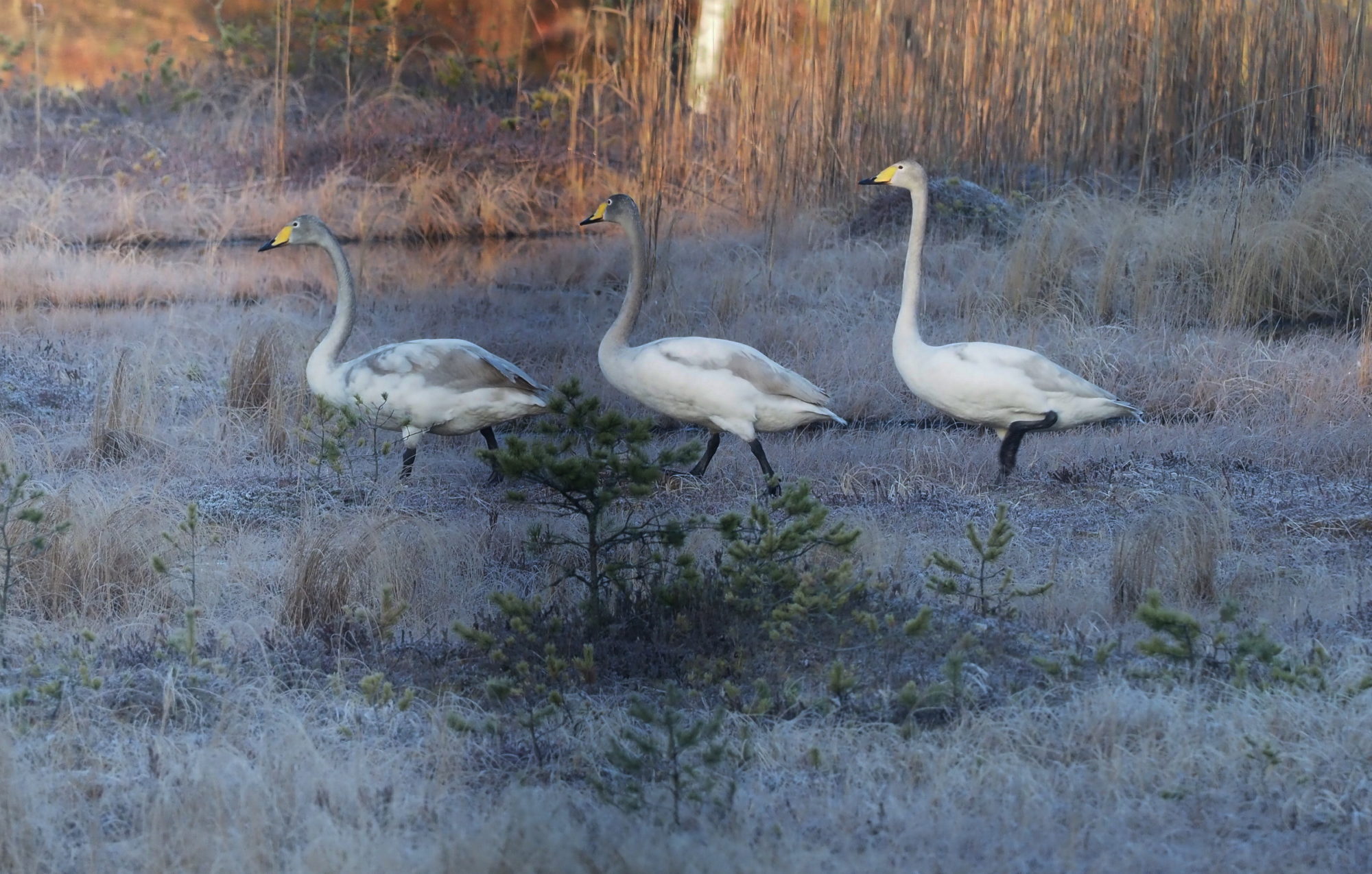 Valokuvaaja: Kari Aaltonen, Salo Valokuvaaja: Kari Aaltonen, Salo