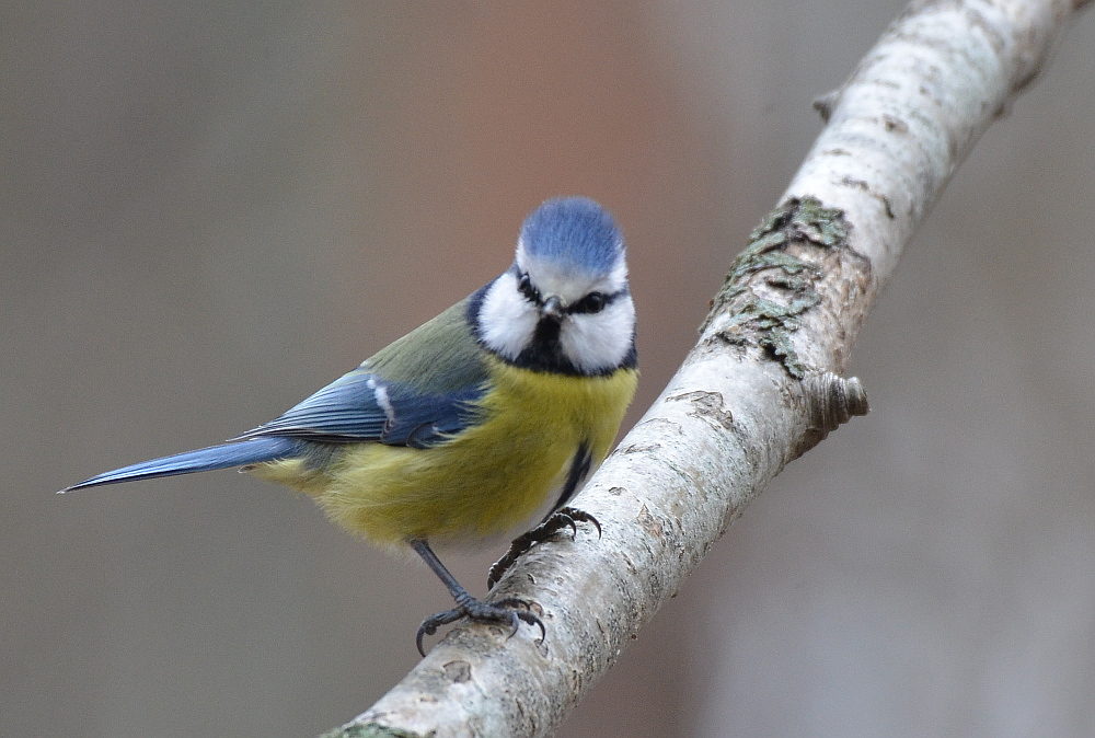 Valokuvaaja: Jouko Varonen