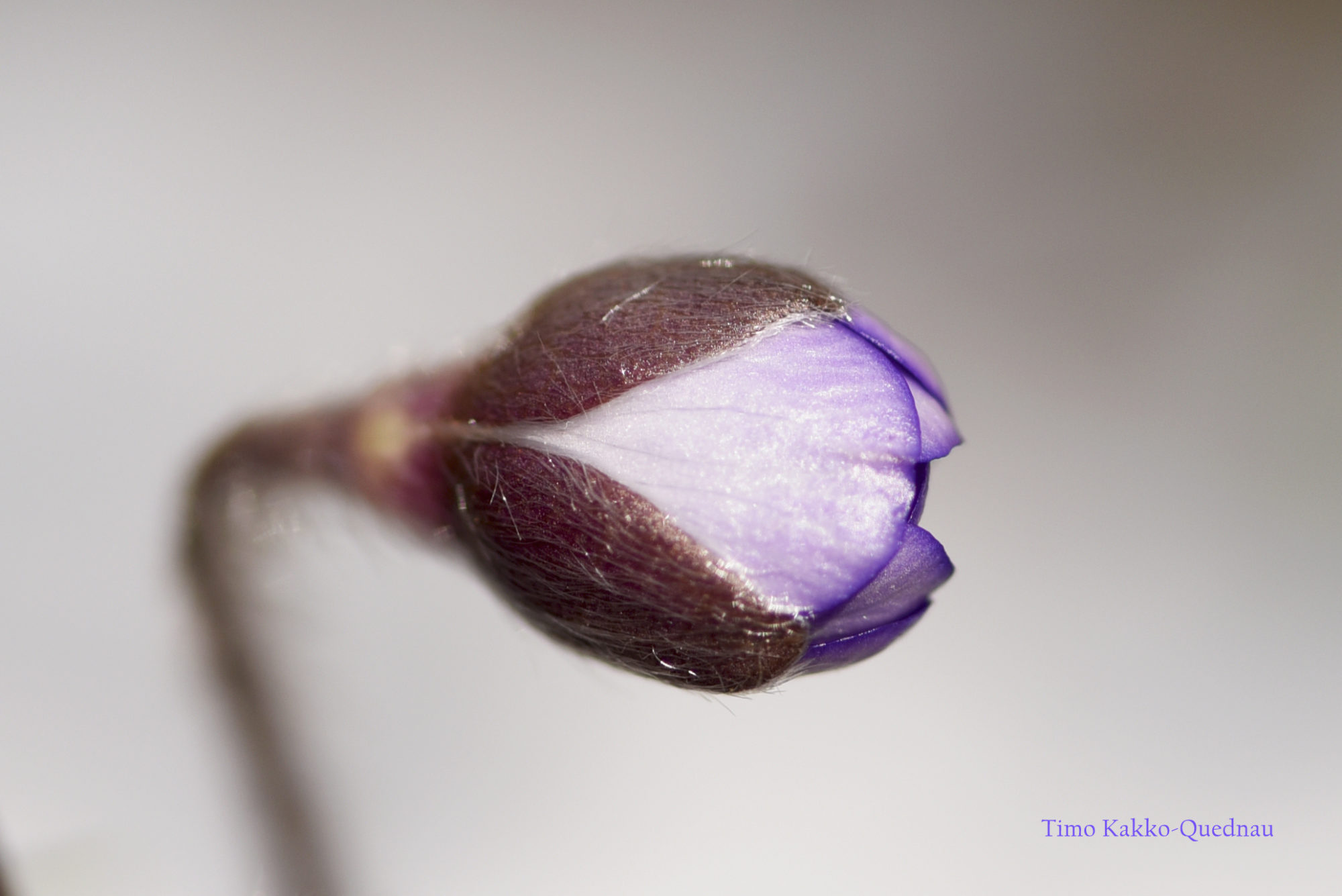 Valokuvaaja: Timo Kakko-Quednau