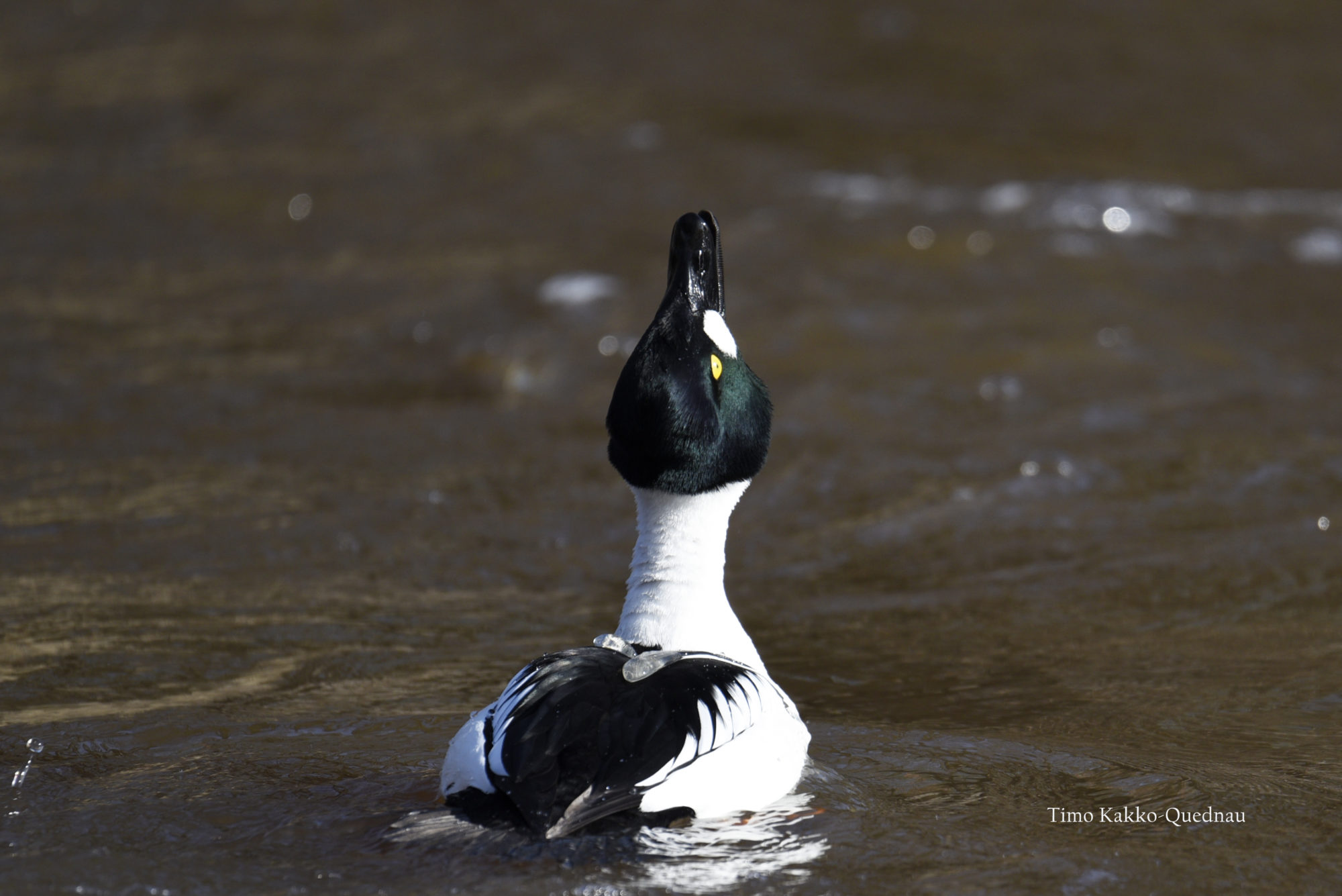 Valokuvaaja: Timo Kakko-Quednau