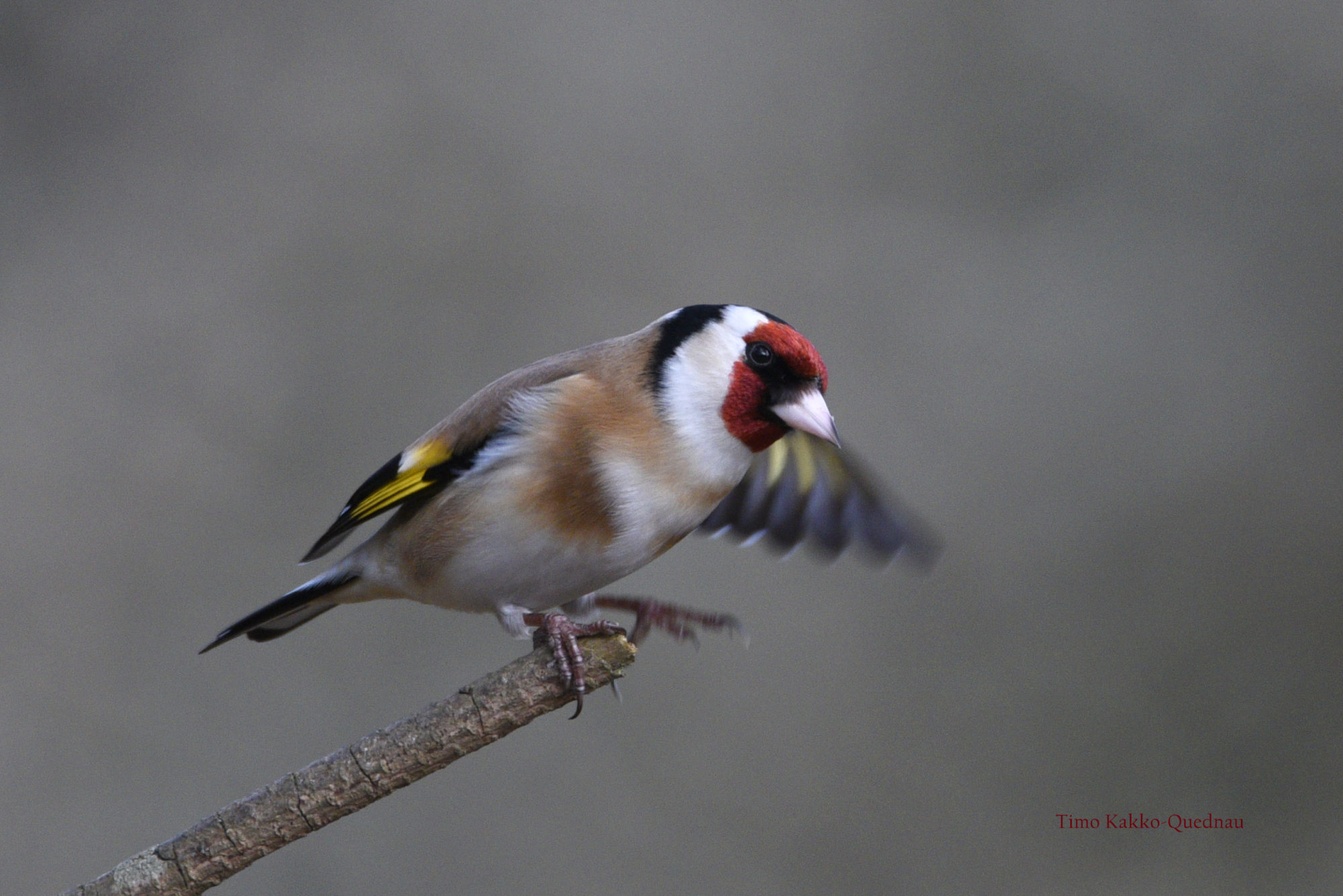 Valokuvaaja: Timo Kakko-Quednau Valokuvaaja: Timo Kakko-Quednau